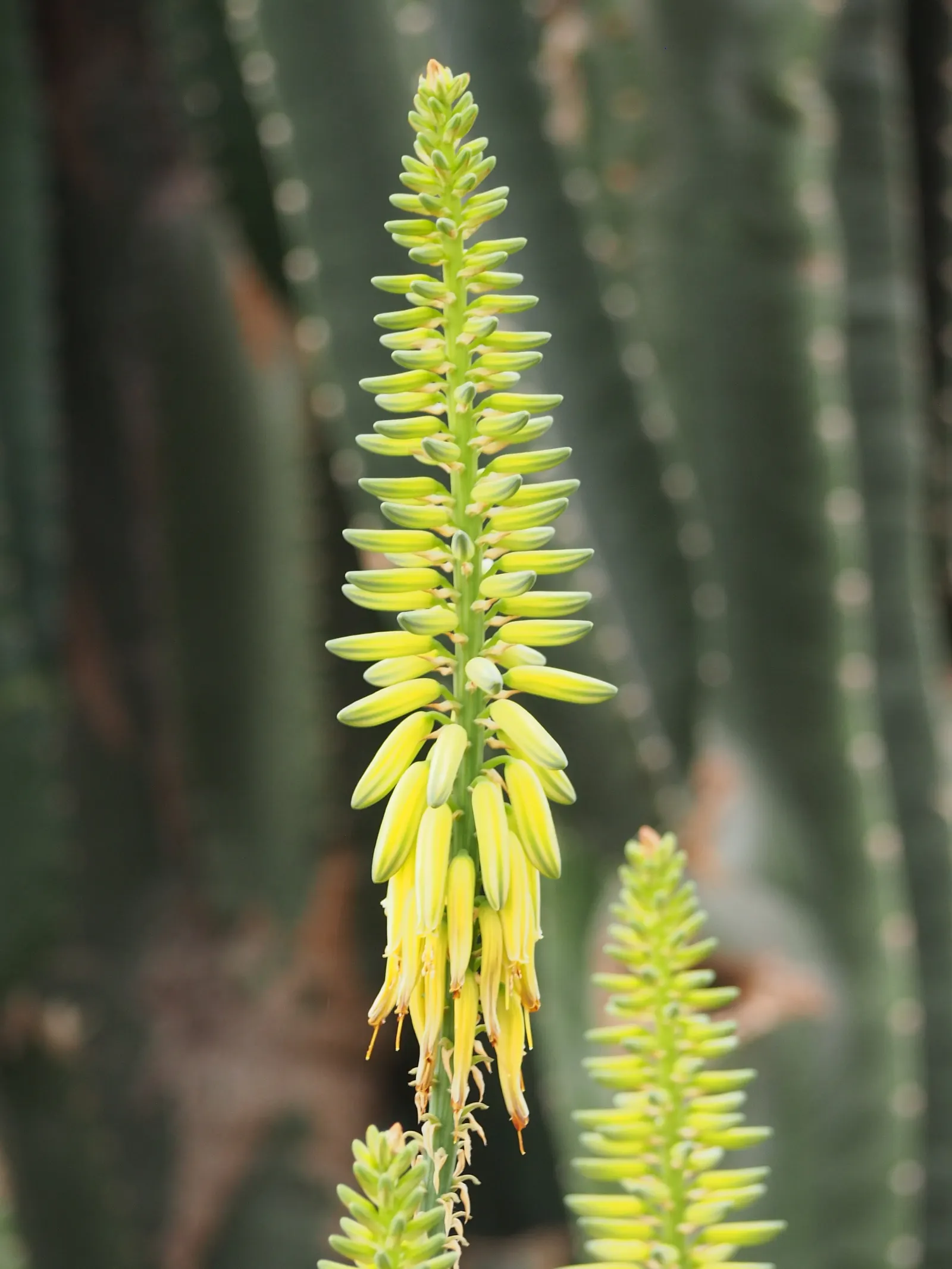 Aloe Vera Or Medicinal Aloe — Yellow tubular flowers on spikes accent the plant in summer; the plant features fleshy, image 93