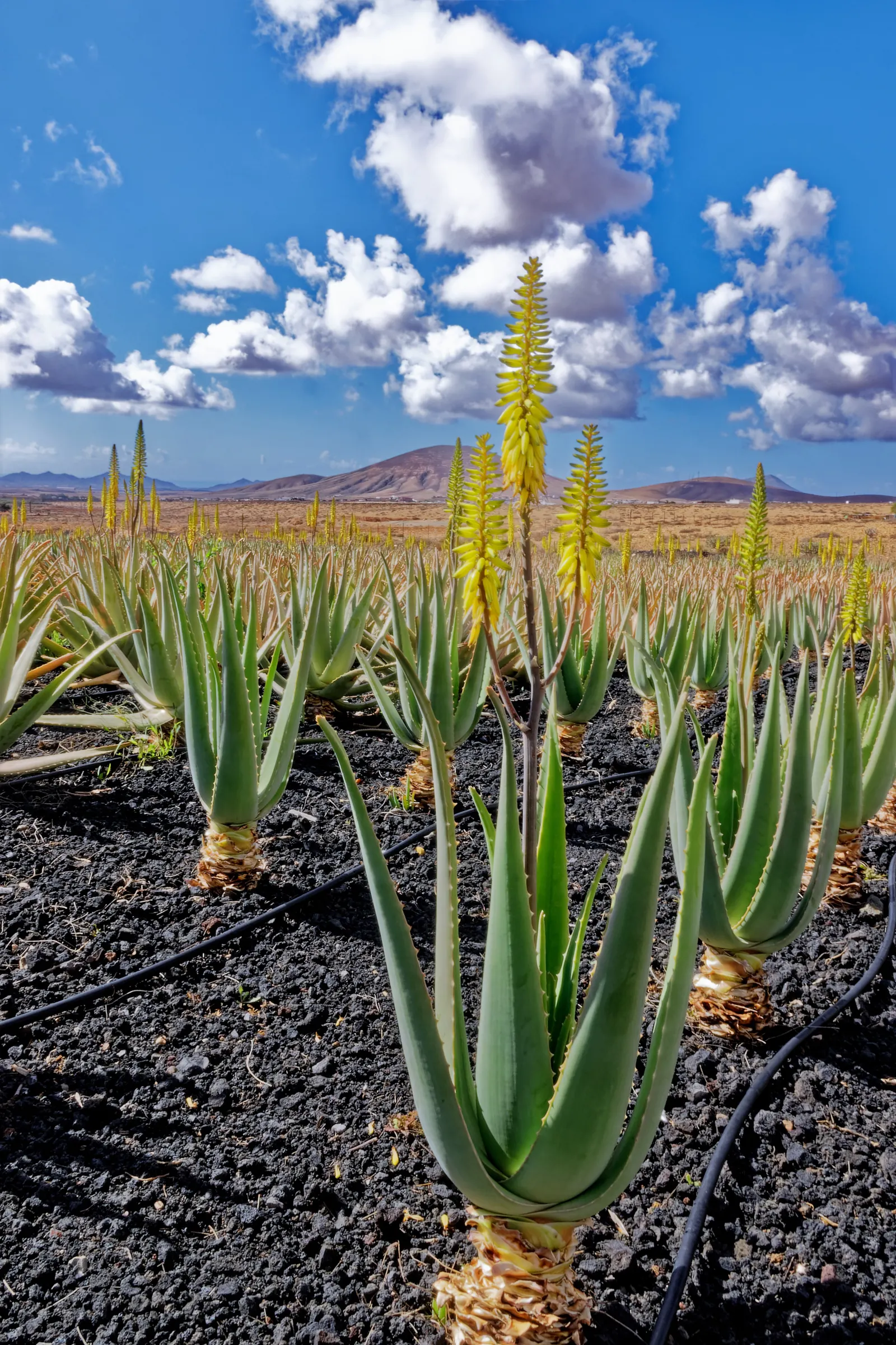 Aloe Vera Or Medicinal Aloe — In zones 8 to 11, it can be planted outdoors, as it tolerates temperatures as low as 50°F; succulent with yellow, image 60