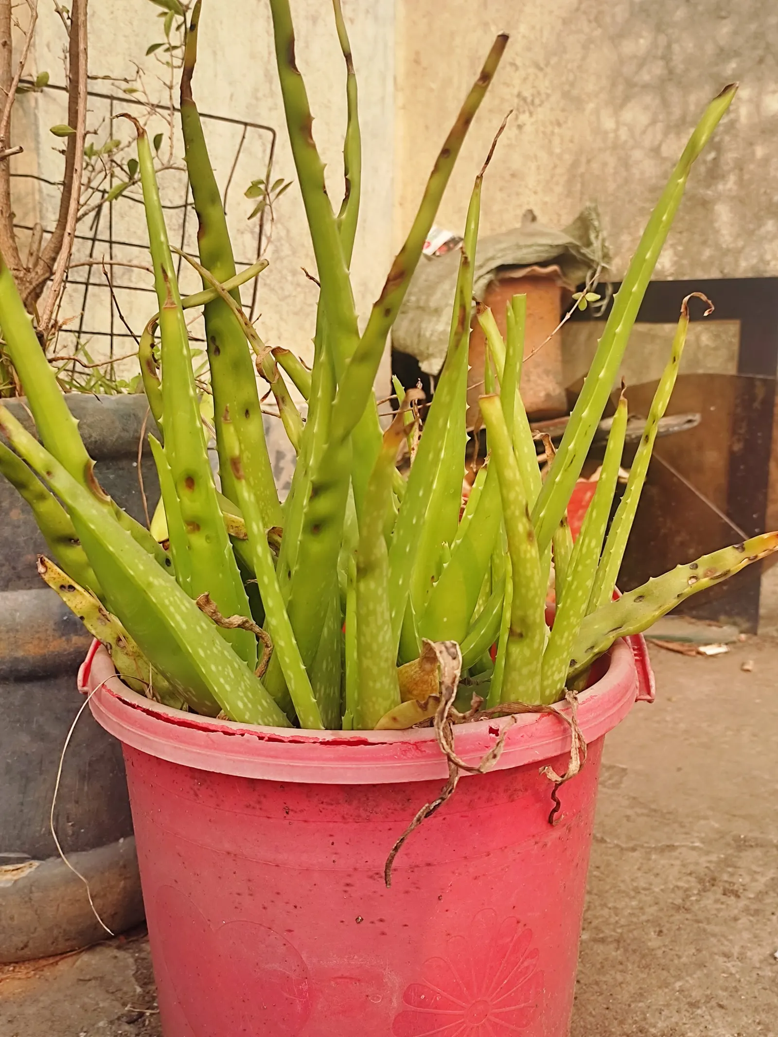 Aloe Vera Or Medicinal Aloe — A drought-tolerant choice, ideal for xeriscaping or as an accent in rock gardens; tall flower spikes can emerge