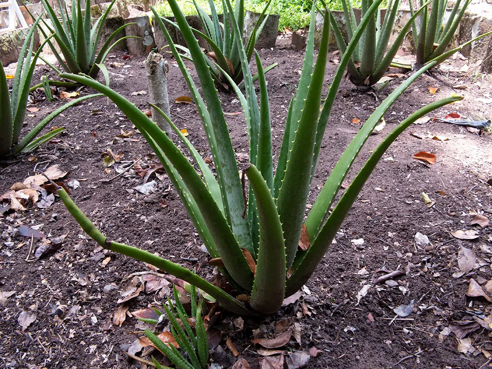 Aloe Vera Or Medicinal Aloe — succulent with yellow blooms