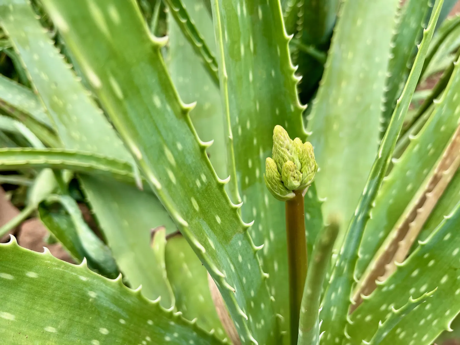 Aloe Vera Or Medicinal Aloe — gray-green leaves that can grow up to 18 to 24 inches in length and 2 to 3 inches wide; is a succulent plant species, image 55