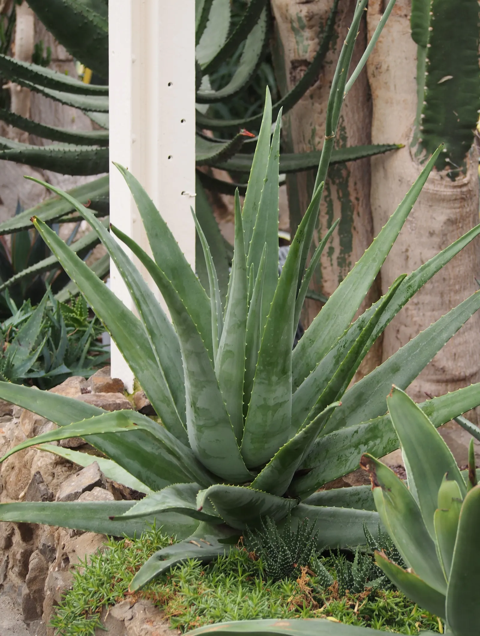 Aloe Vera Or Medicinal Aloe — A drought-tolerant choice, ideal for xeriscaping or as an accent in rock gardens