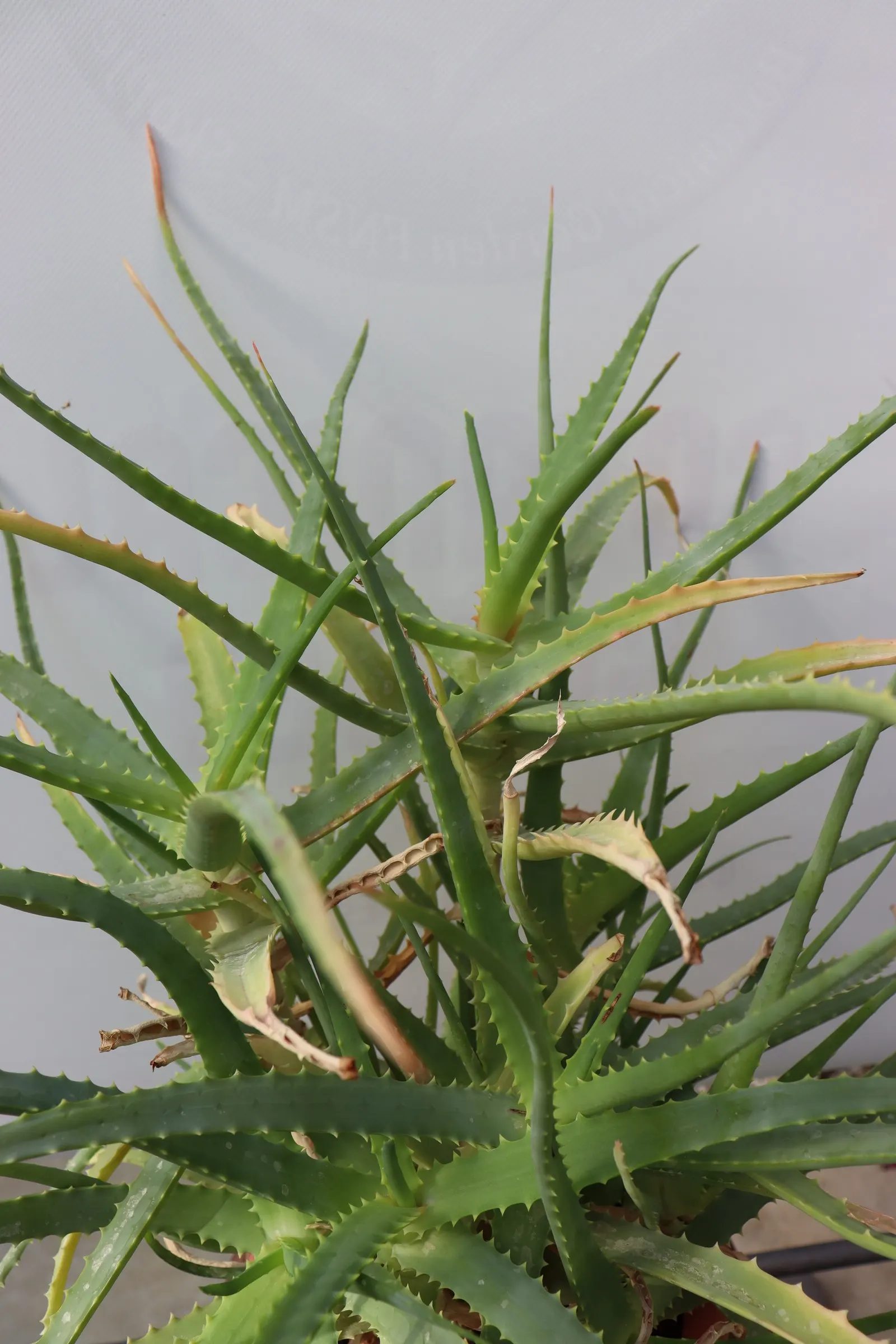 Aloe Vera Or Medicinal Aloe — Yellow tubular flowers on spikes accent the plant in summer; the plant features fleshy