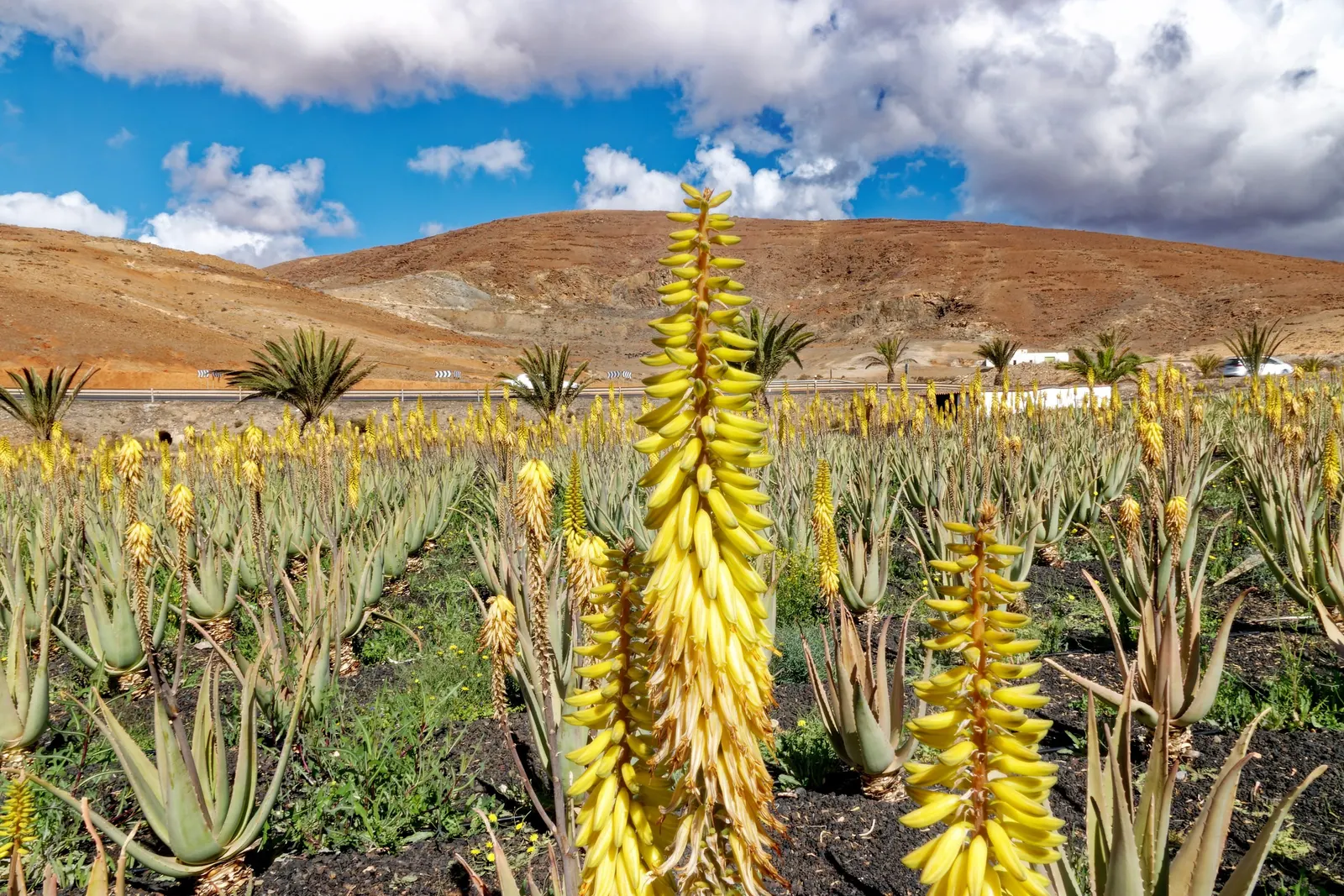 Aloe Vera Or Medicinal Aloe — tall flower spikes can emerge; a drought-tolerant choice, ideal for xeriscaping or as an accent in rock gardens, image 83
