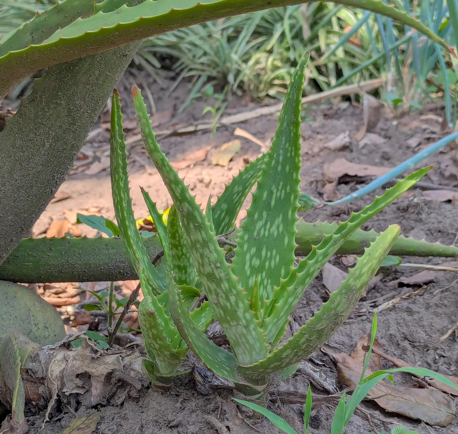 Aloe Vera Or Medicinal Aloe — Aloe Vera is an ideal candidate for xeriscaping and adds a modern touch to any garden design