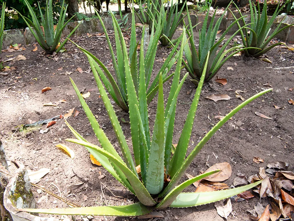 Aloe Vera Or Medicinal Aloe — also widely known as Medicinal Aloe; it reaches 24-39 inches in height and spreads up to 24 inches wide