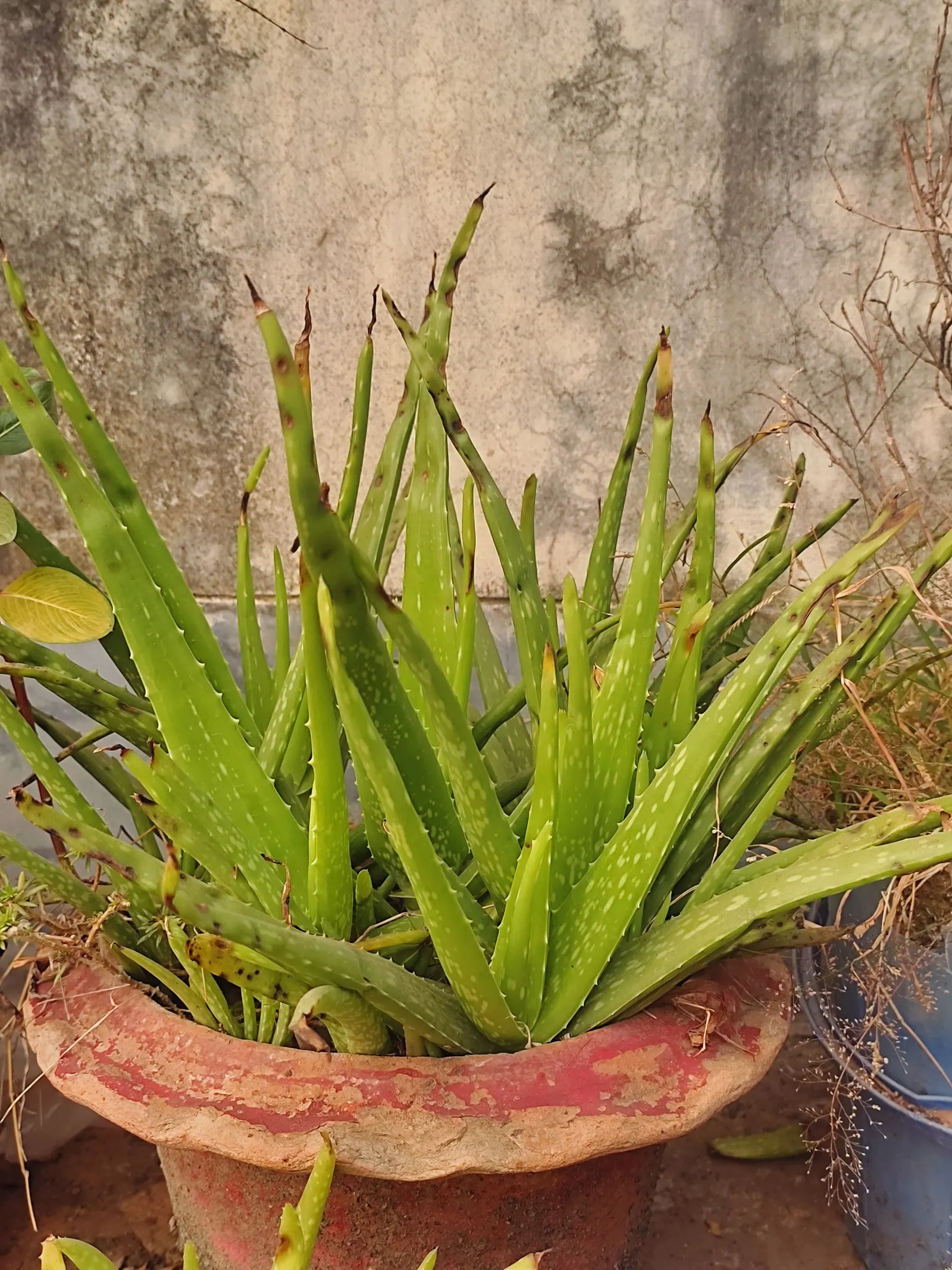 Aloe Vera Or Medicinal Aloe — allowing ample room for growth when spacing between plants in landscape design; yellow flowers in the garden