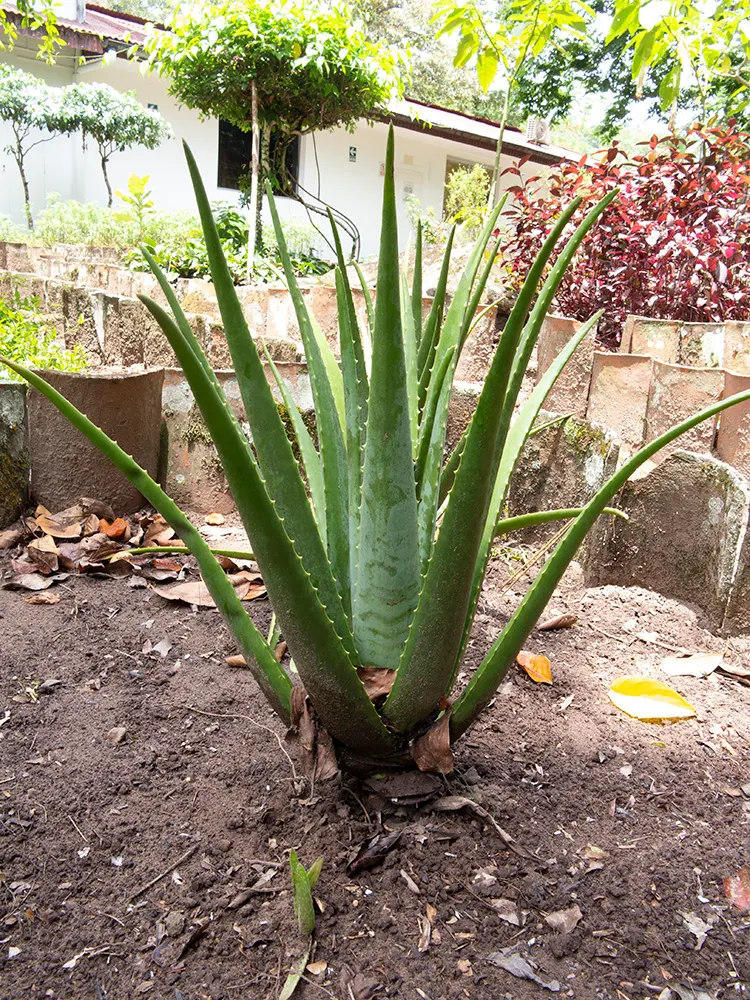 Aloe Vera Or Medicinal Aloe — also widely known as Medicinal Aloe; it reaches 24-39 inches in height and spreads up to 24 inches wide, image 95