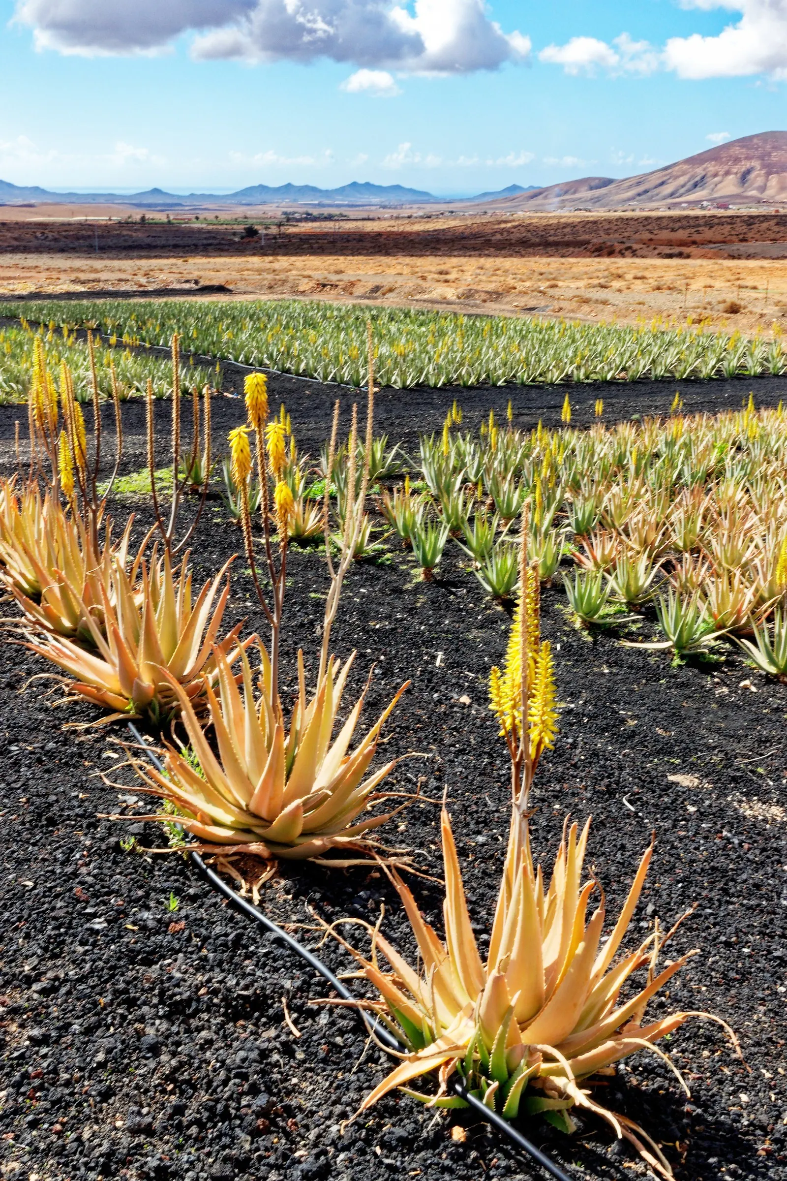 Aloe Vera Or Medicinal Aloe — This succulent demands well-drained soil and full to partial sun; each plant may spread to occupy a space up to 24 inches in width