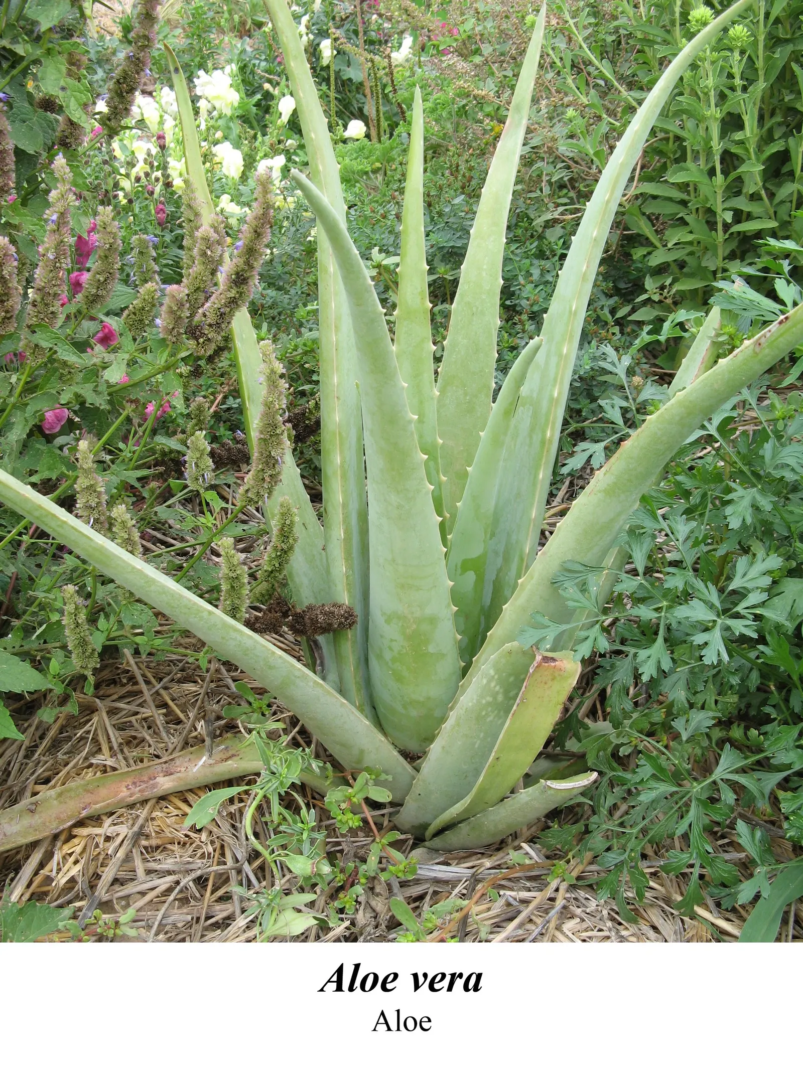 Aloe Vera Or Medicinal Aloe — Its gray-green, lance-shaped leaves possess toothed margins
