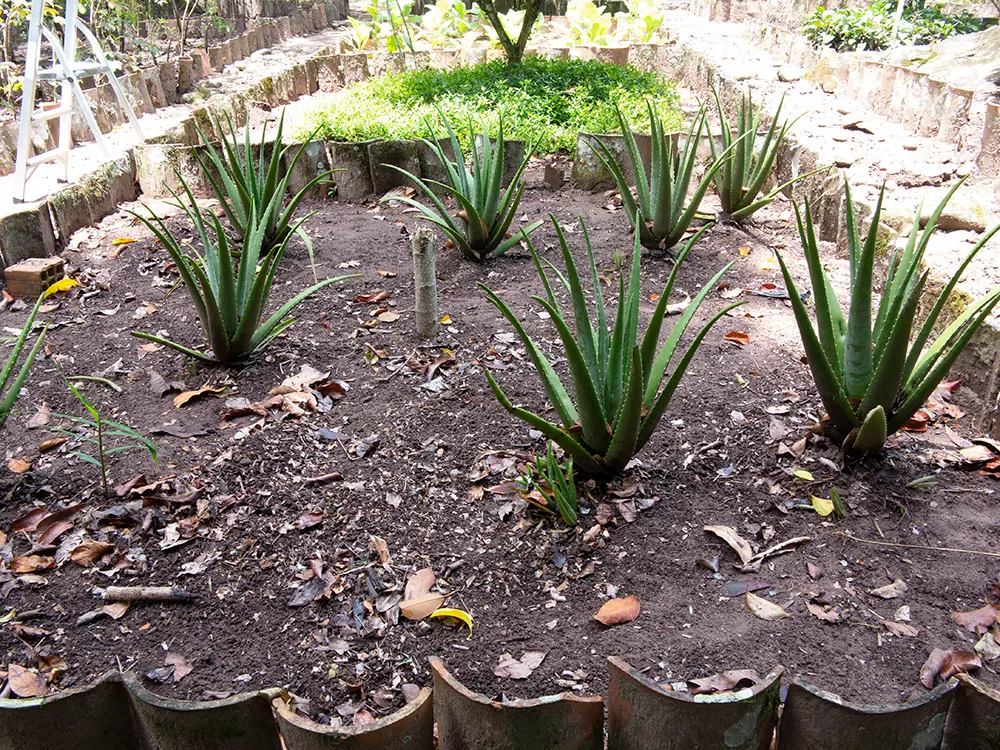 Aloe Vera Or Medicinal Aloe — and are filled with a clear; also widely known as Medicinal Aloe, image 80