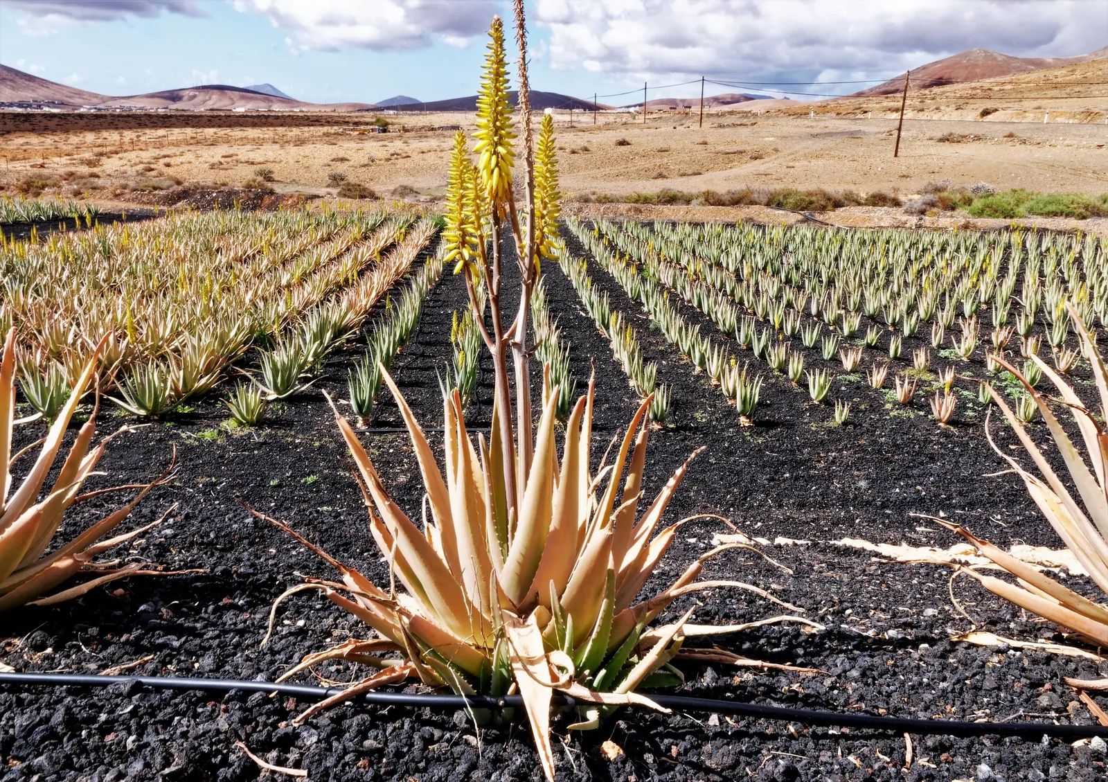 Aloe Vera Or Medicinal Aloe — emanating from the plant's base