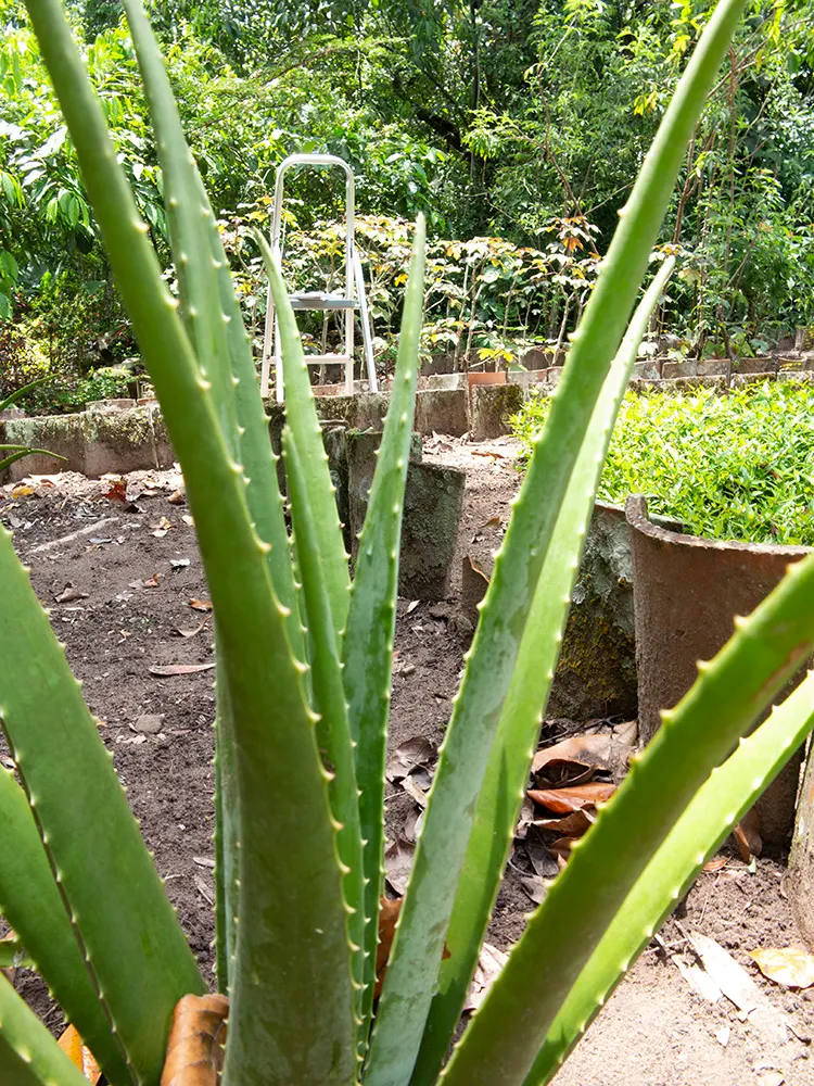 Aloe Vera Or Medicinal Aloe — tall flower spikes can emerge; a drought-tolerant choice, ideal for xeriscaping or as an accent in rock gardens, image 61