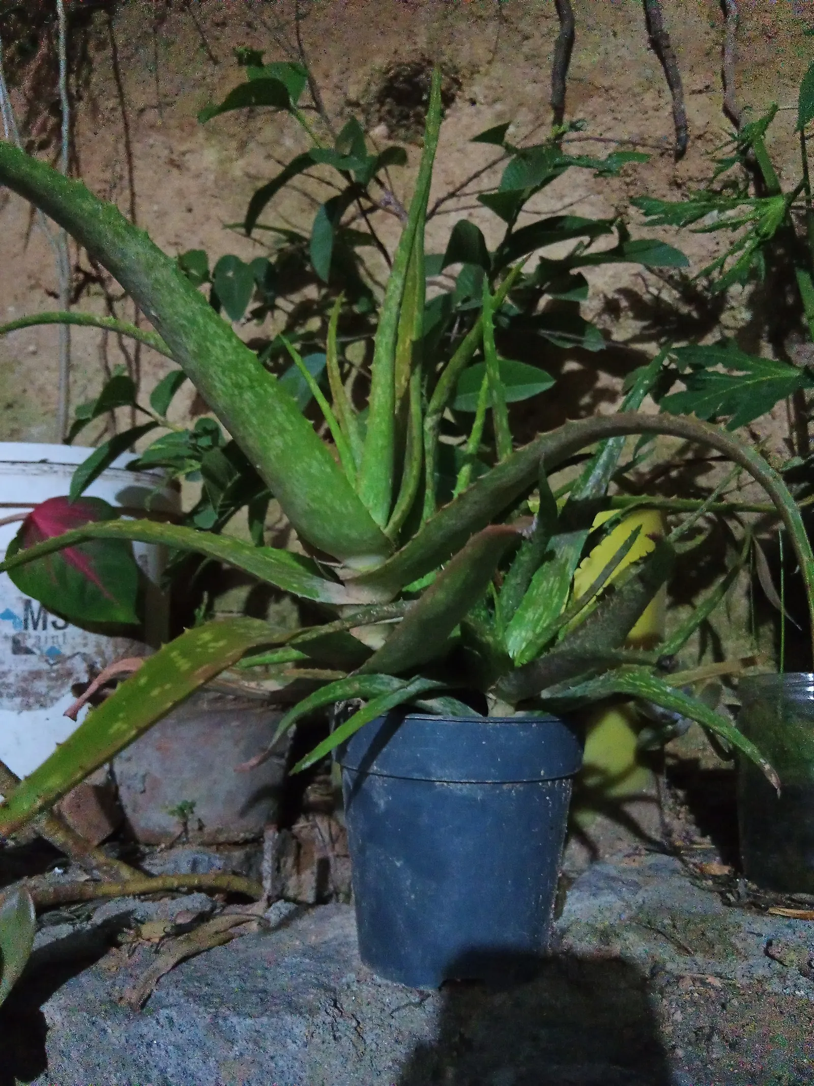 Aloe Vera Or Medicinal Aloe — allowing ample room for growth when spacing between plants in landscape design; yellow flowers in the garden, image 107