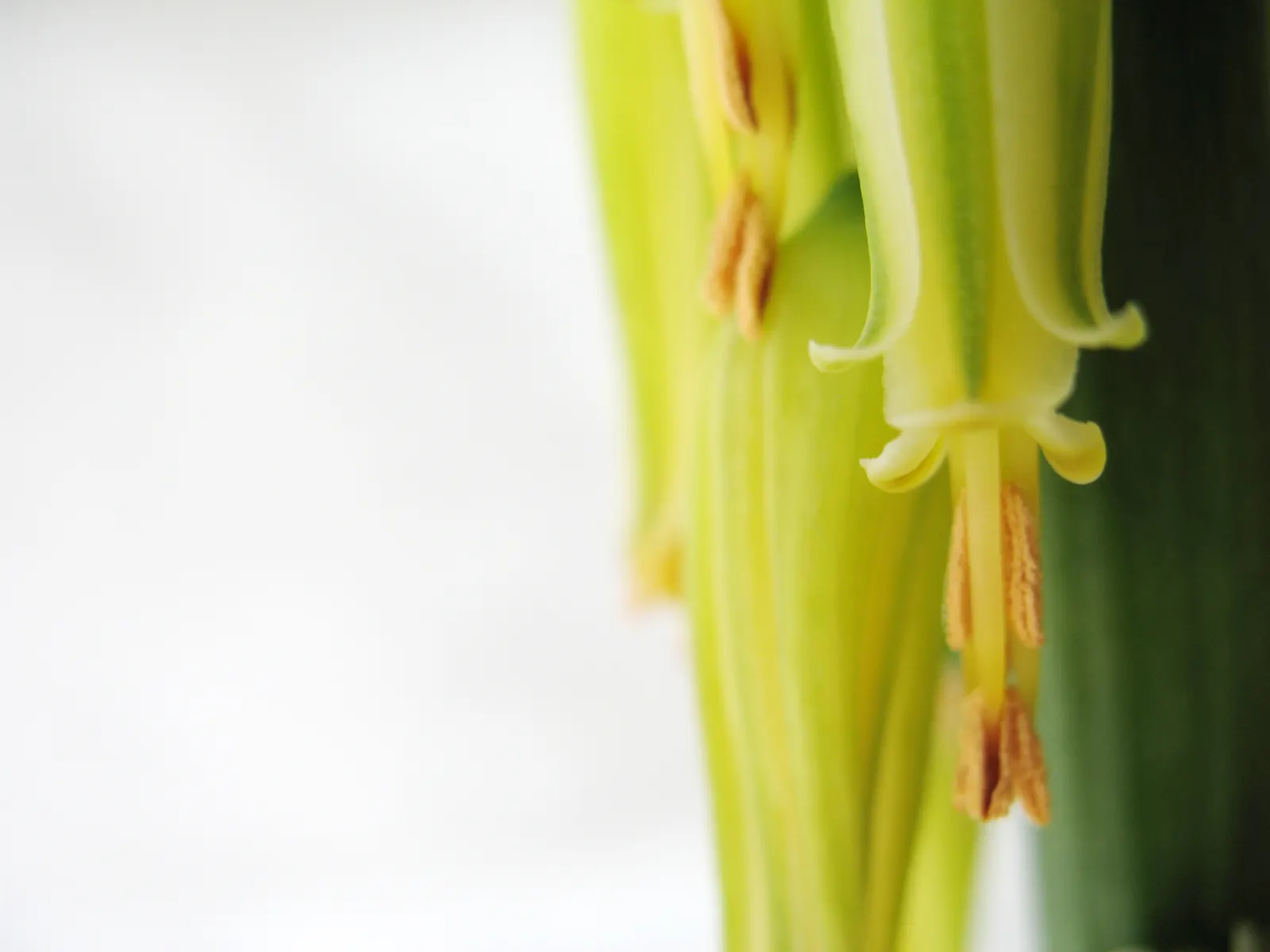 Aloe Vera Or Medicinal Aloe — succulent with yellow blooms; the leaves grow in a rosette pattern, image 87