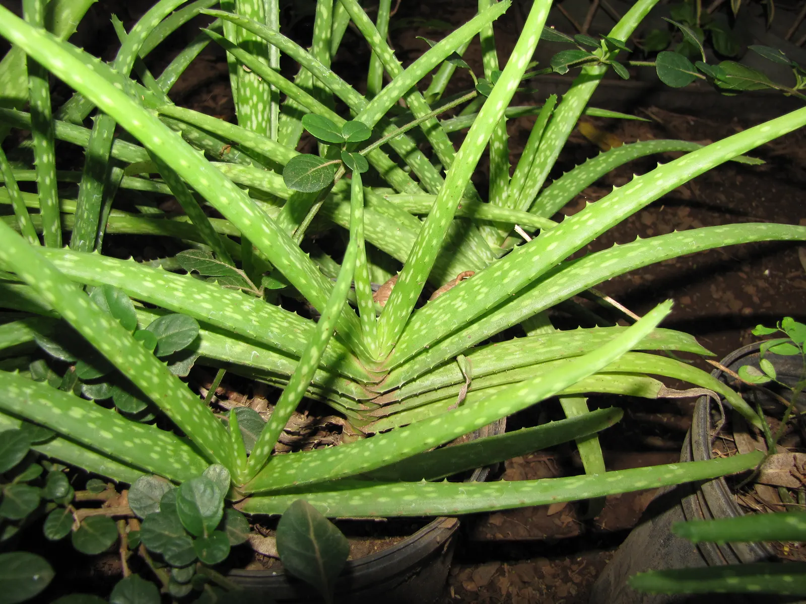 Aloe Vera Or Medicinal Aloe — Each plant may spread to occupy a space up to 24 inches in width; emanating from the plant's base