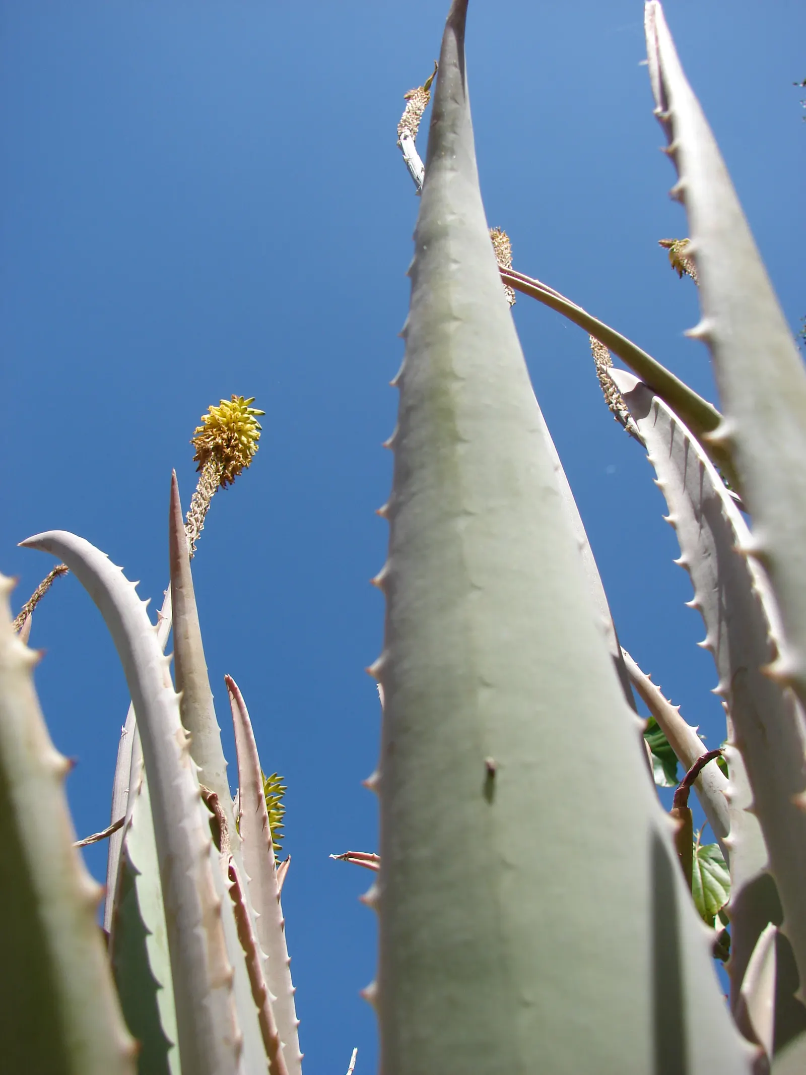 Aloe Vera Or Medicinal Aloe — It requires minimal watering, making it a perfect addition for low-maintenance landscapes; and are filled with a clear, image 103