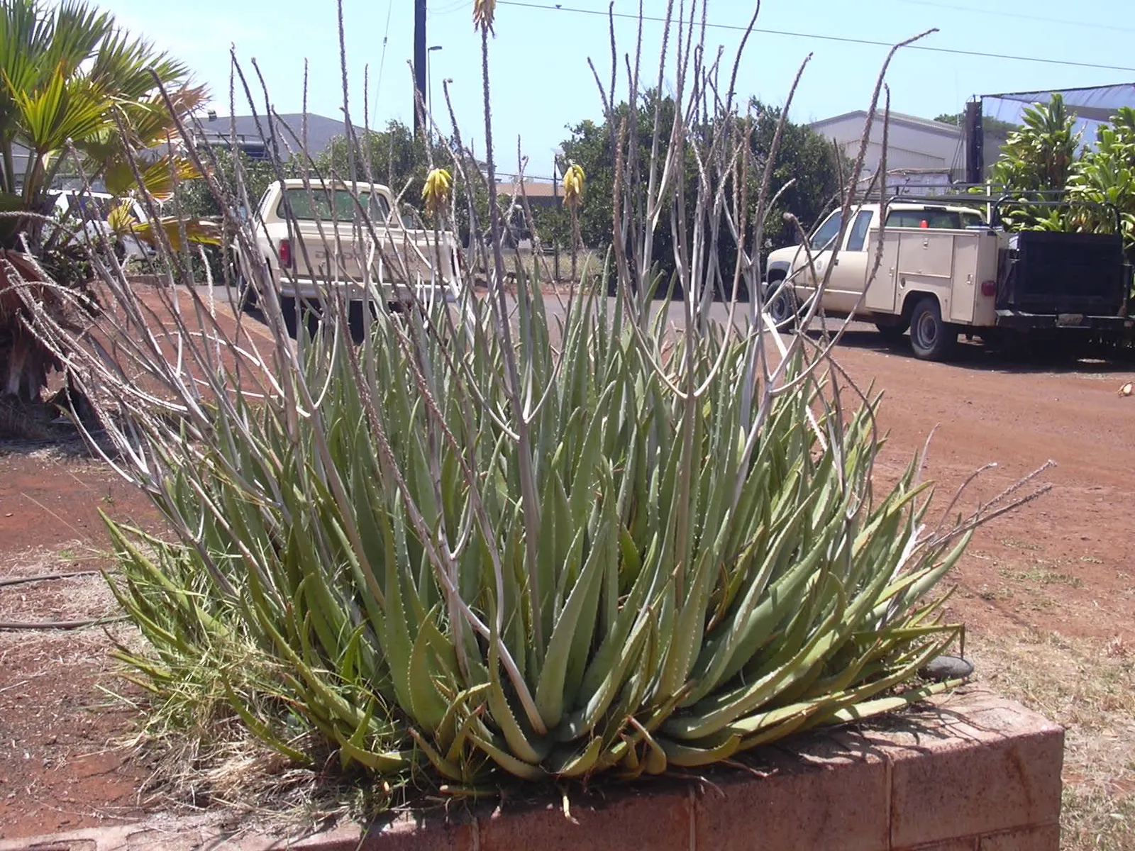 Aloe Vera Or Medicinal Aloe — yellow flowers in the garden; yellow tubular flowers on spikes accent the plant in summer, image 64