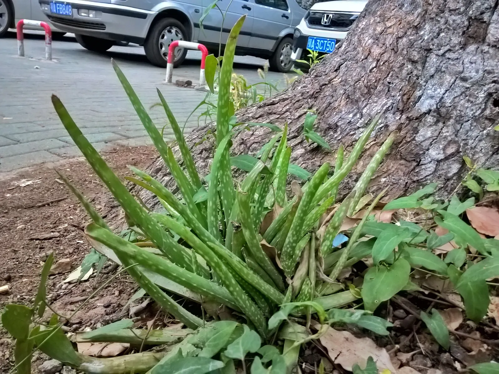 Aloe Vera Or Medicinal Aloe — The leaves grow in a rosette pattern; it requires minimal watering, making it a perfect addition for low-maintenance, image 100
