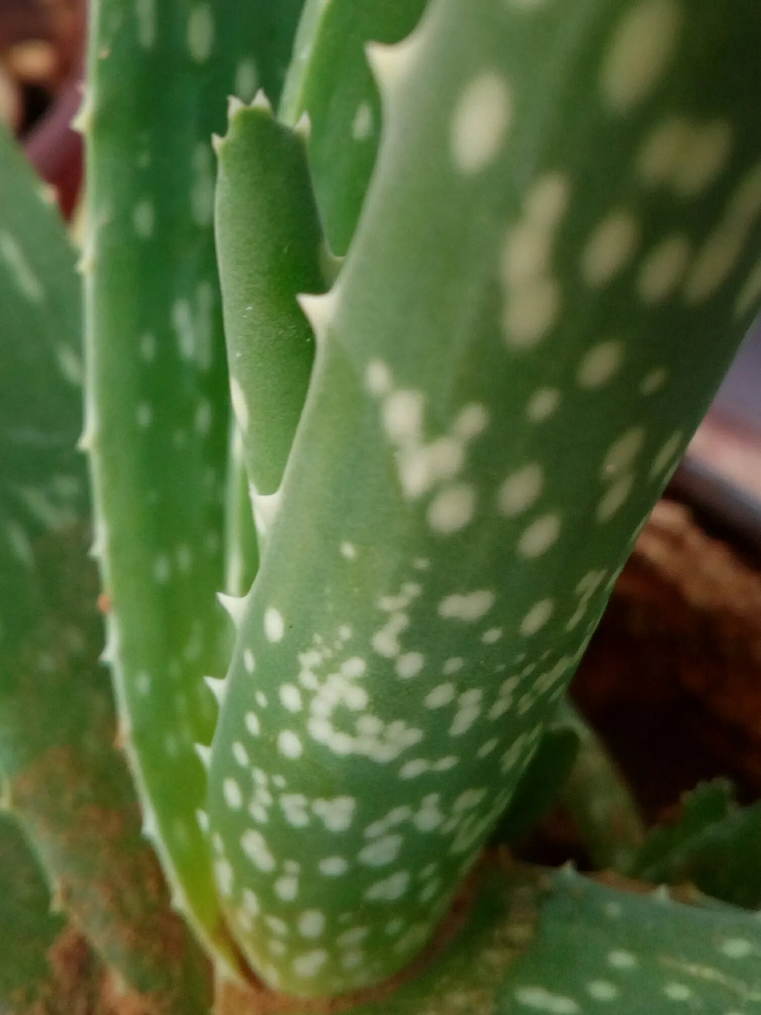 Aloe Vera Or Medicinal Aloe — A drought-tolerant choice, ideal for xeriscaping or as an accent in rock gardens; tall flower spikes can emerge, image 50