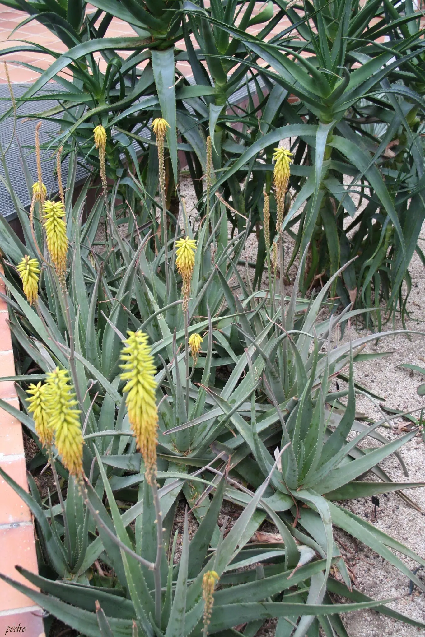 Aloe Vera Or Medicinal Aloe — It requires minimal watering, making it a perfect addition for low-maintenance landscapes; and are filled with a clear, image 81