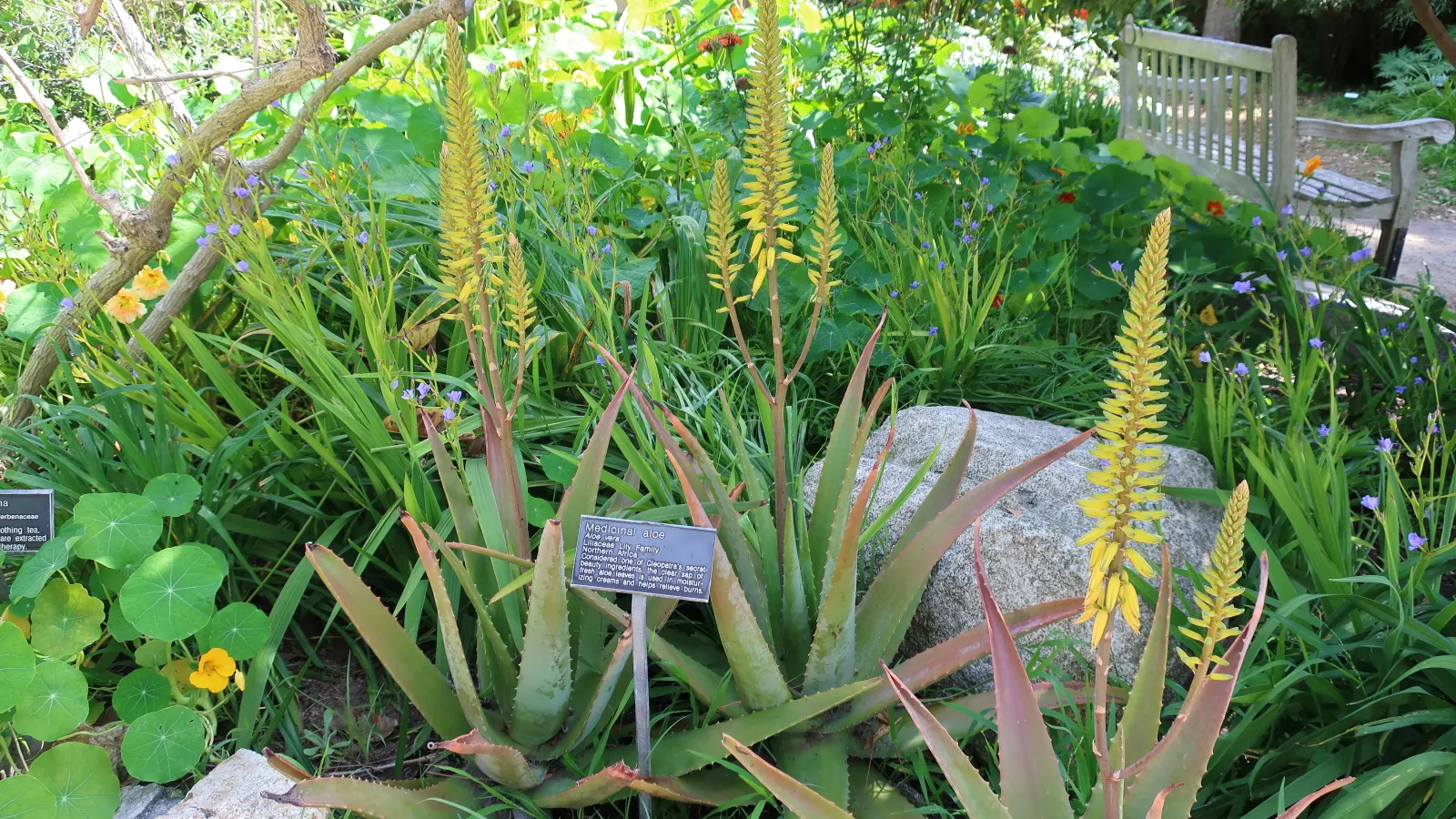 Aloe Vera Or Medicinal Aloe — yellow flowers in the garden