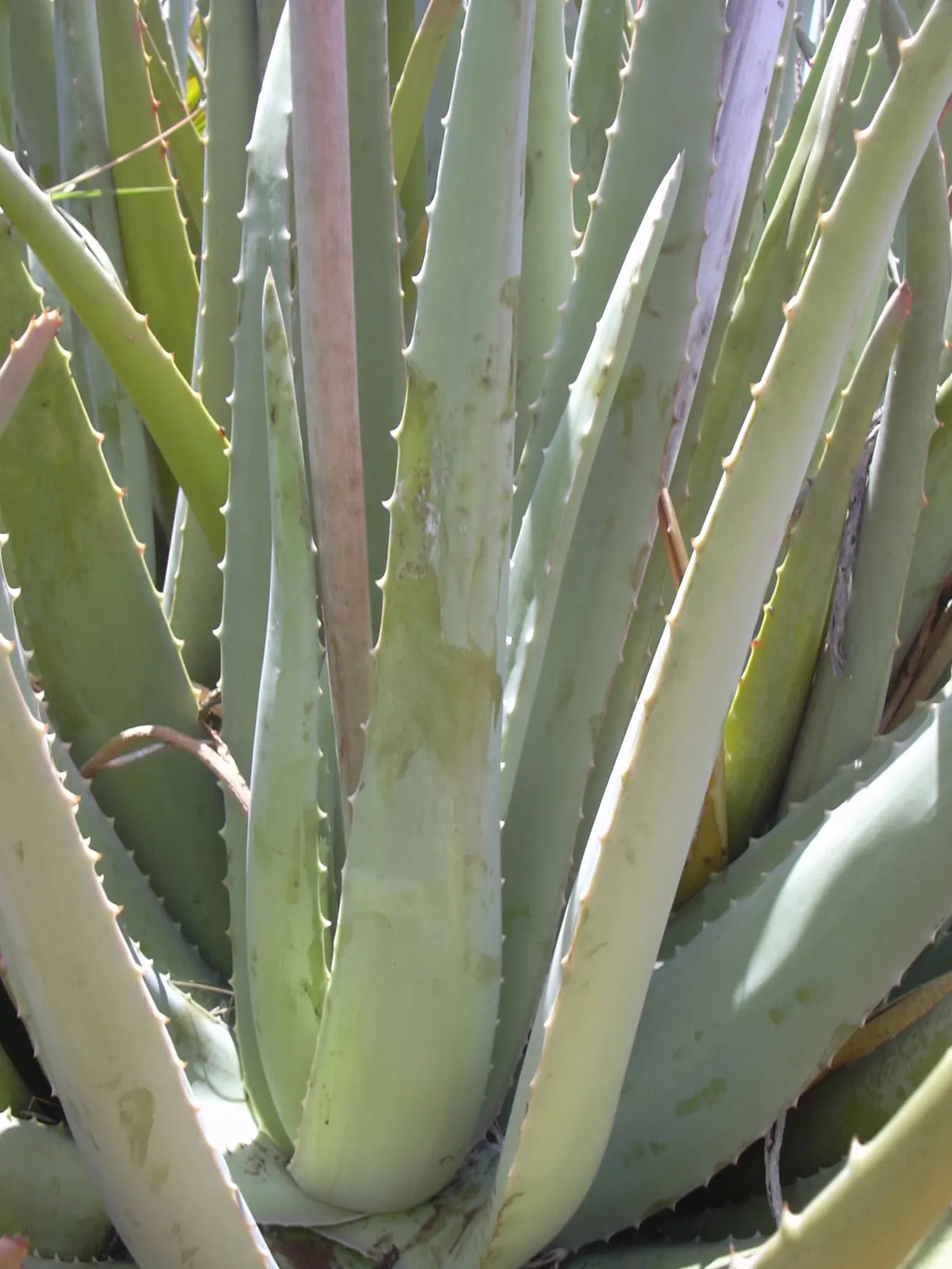 Aloe Vera Or Medicinal Aloe — also widely known as Medicinal Aloe; it reaches 24-39 inches in height and spreads up to 24 inches wide, image 51
