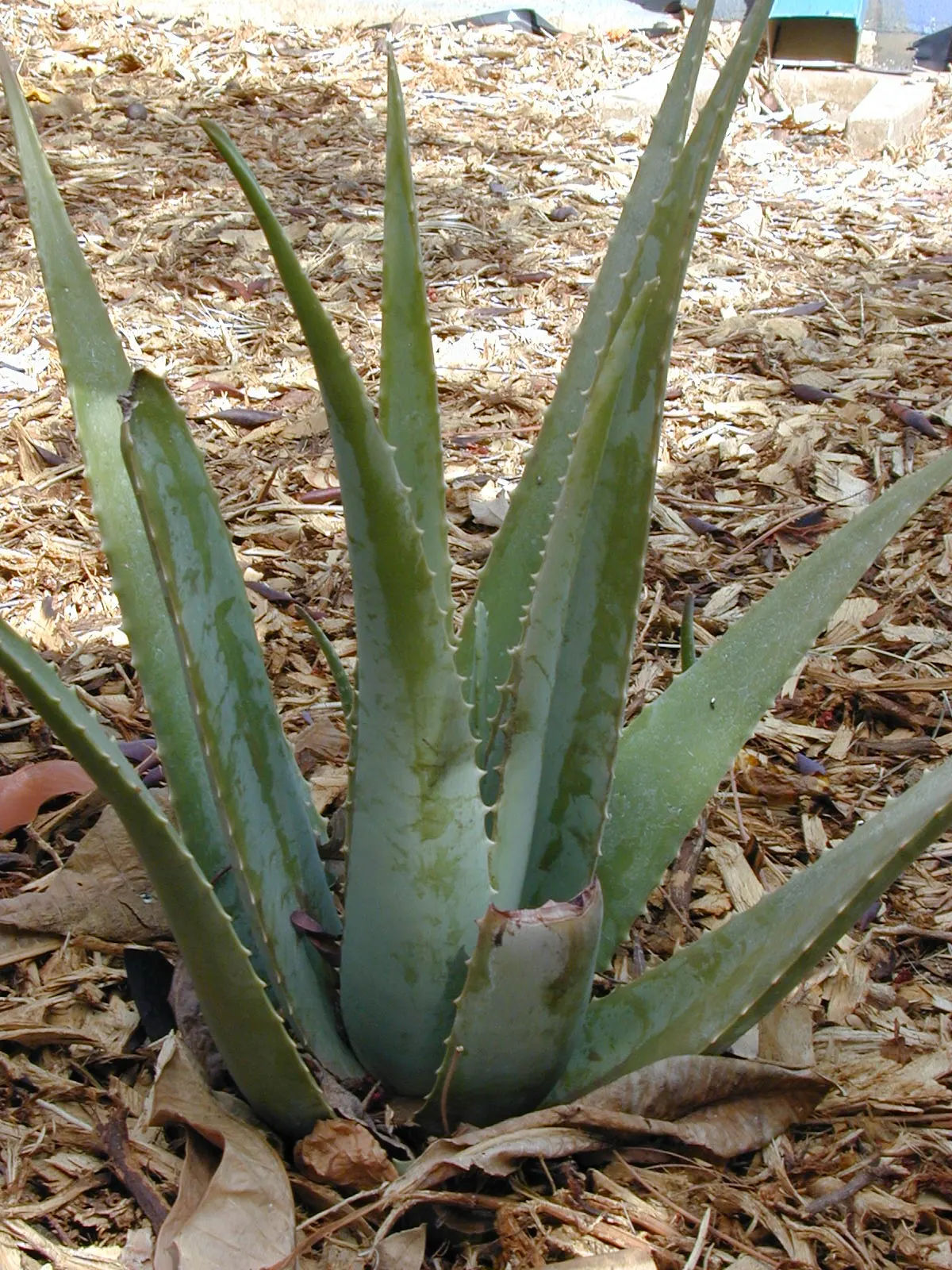 Aloe Vera Or Medicinal Aloe — In zones 8 to 11, it can be planted outdoors, as it tolerates temperatures as low as 50&deg;F