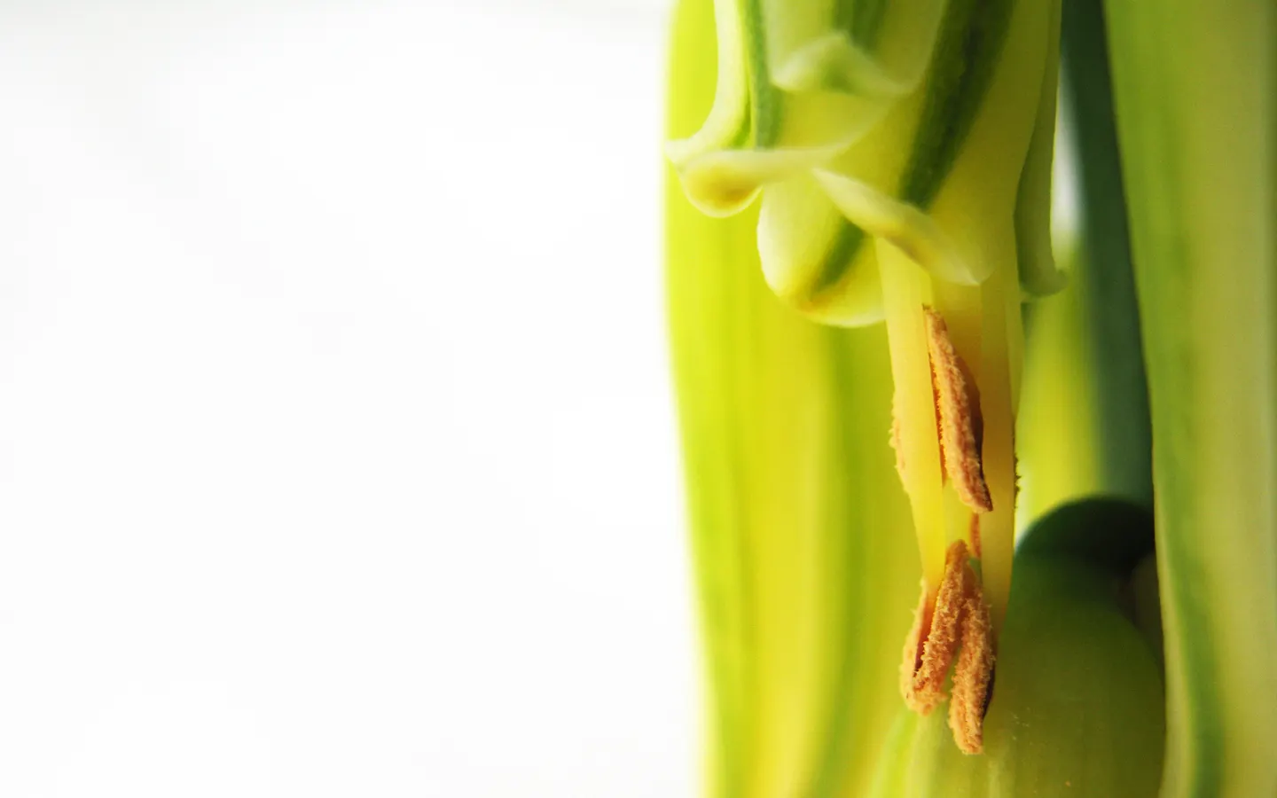 Aloe Vera Or Medicinal Aloe — Yellow tubular flowers on spikes accent the plant in summer; the plant features fleshy, image 49