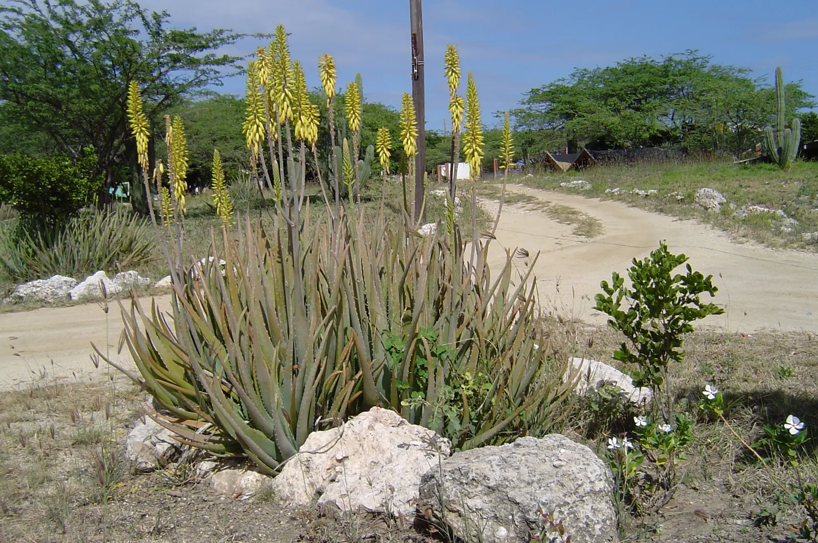 Aloe Vera Or Medicinal Aloe — is a succulent plant species cherished for its therapeutic properties and striking architectural form; aloe Vera is, image 74