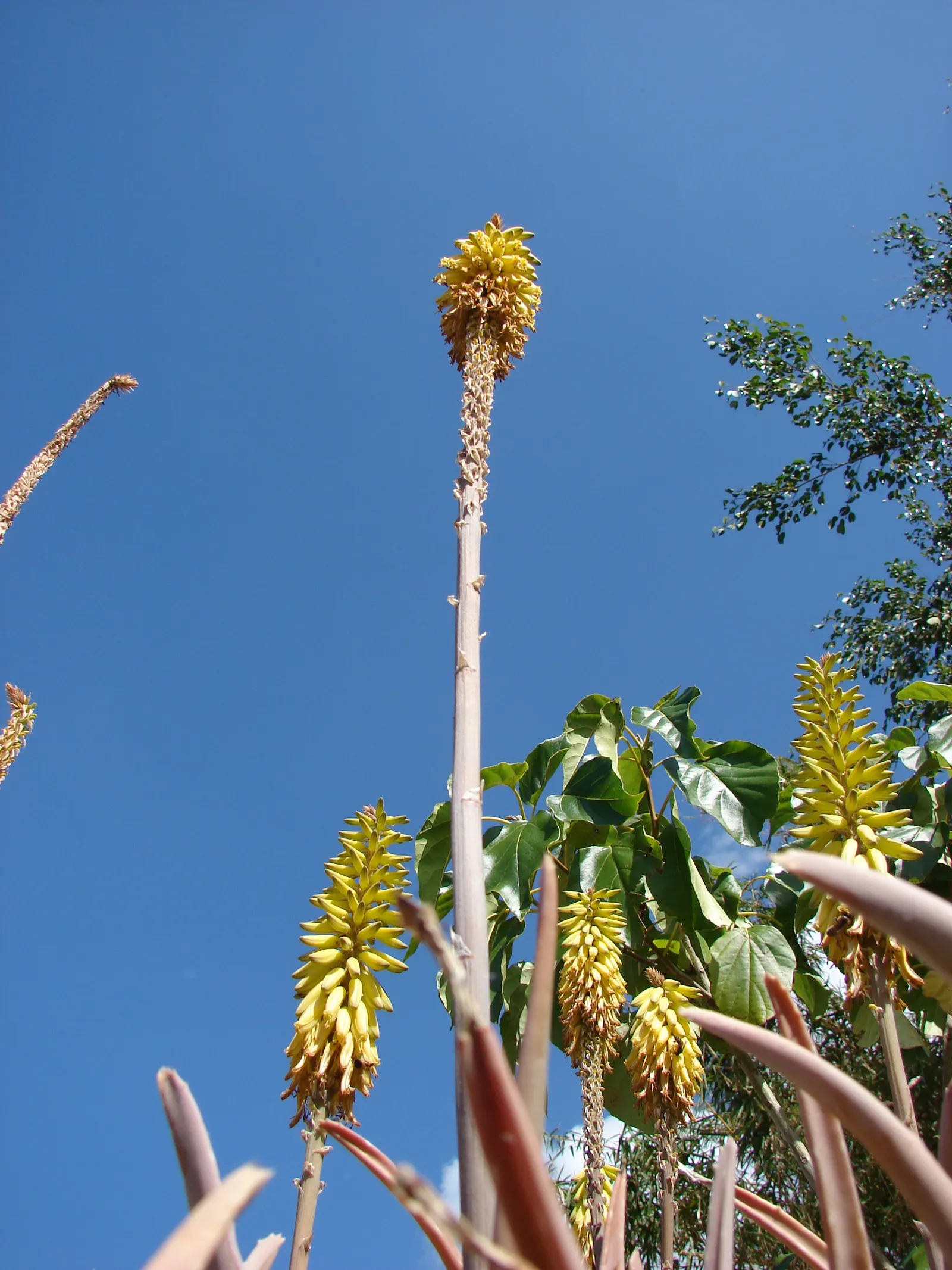 Aloe Vera Or Medicinal Aloe — Each plant may spread to occupy a space up to 24 inches in width; emanating from the plant's base, image 62