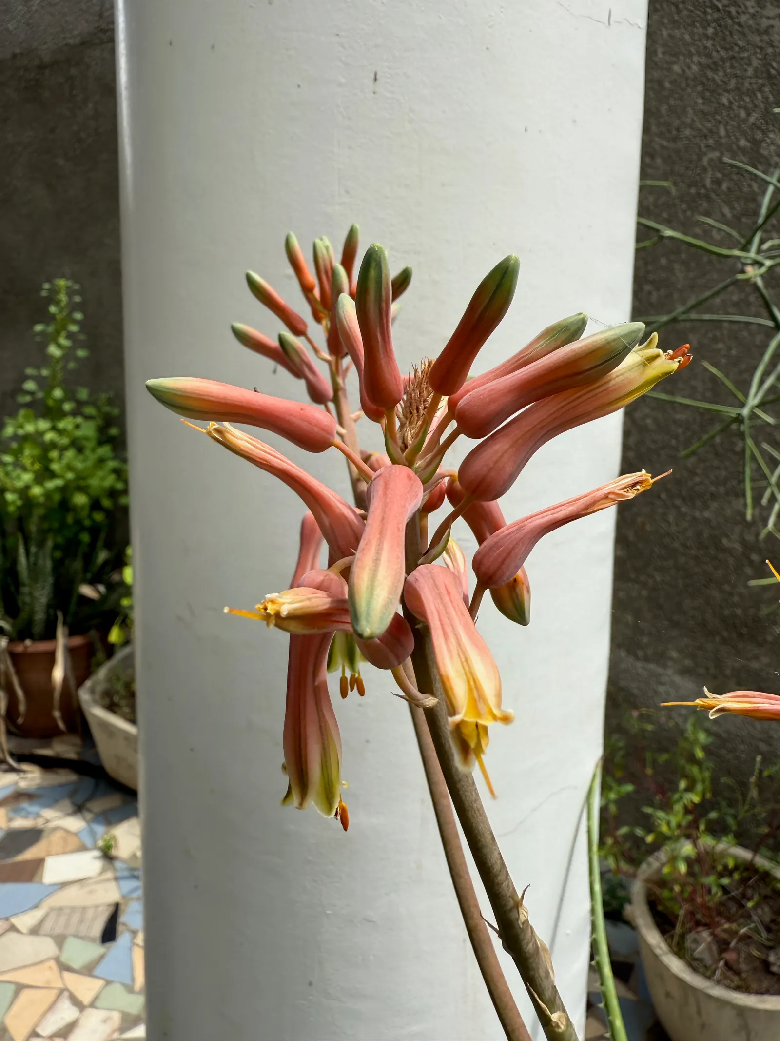 Aloe Vera Or Medicinal Aloe — is a succulent plant species cherished for its therapeutic properties and striking architectural form; aloe Vera is an ideal