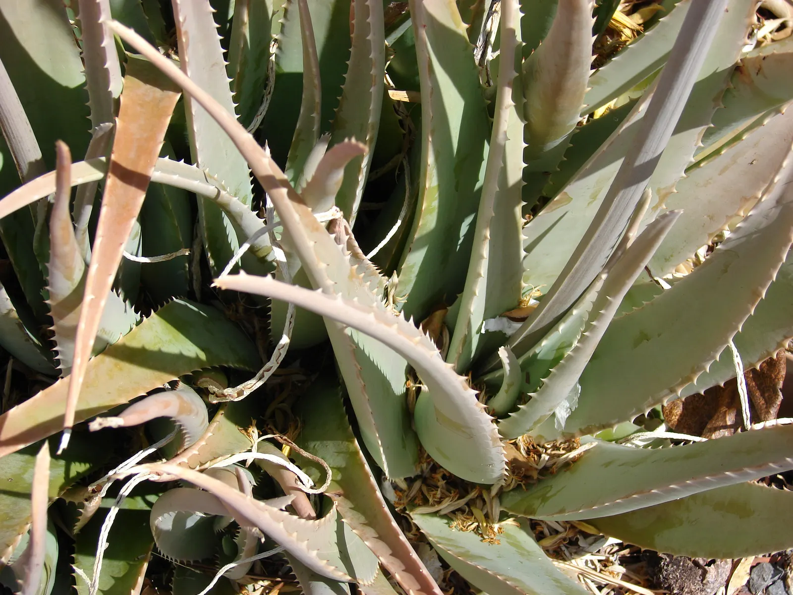 Aloe Vera Or Medicinal Aloe — It reaches 24-39 inches in height and spreads up to 24 inches wide