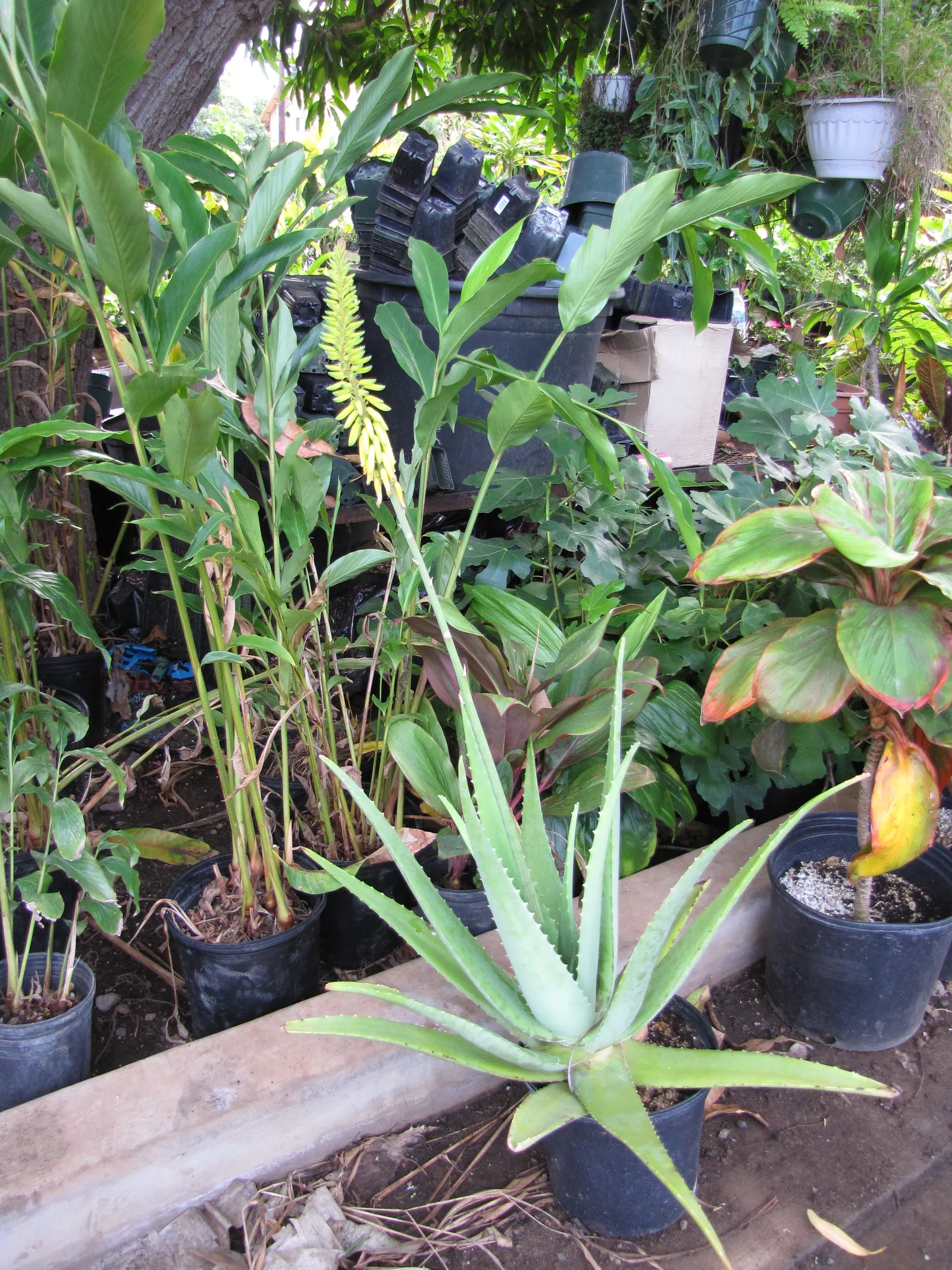 Aloe Vera Or Medicinal Aloe — The plant features fleshy