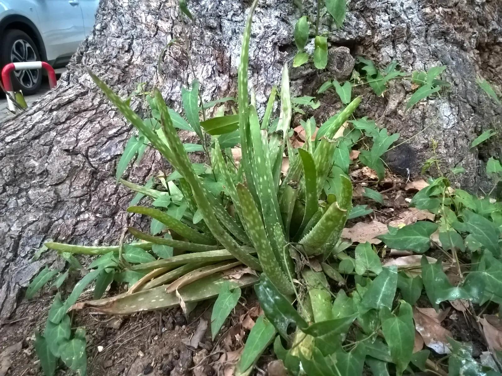 Aloe Vera Or Medicinal Aloe — succulent for full or half; allowing ample room for growth when spacing between plants in landscape design, image 88