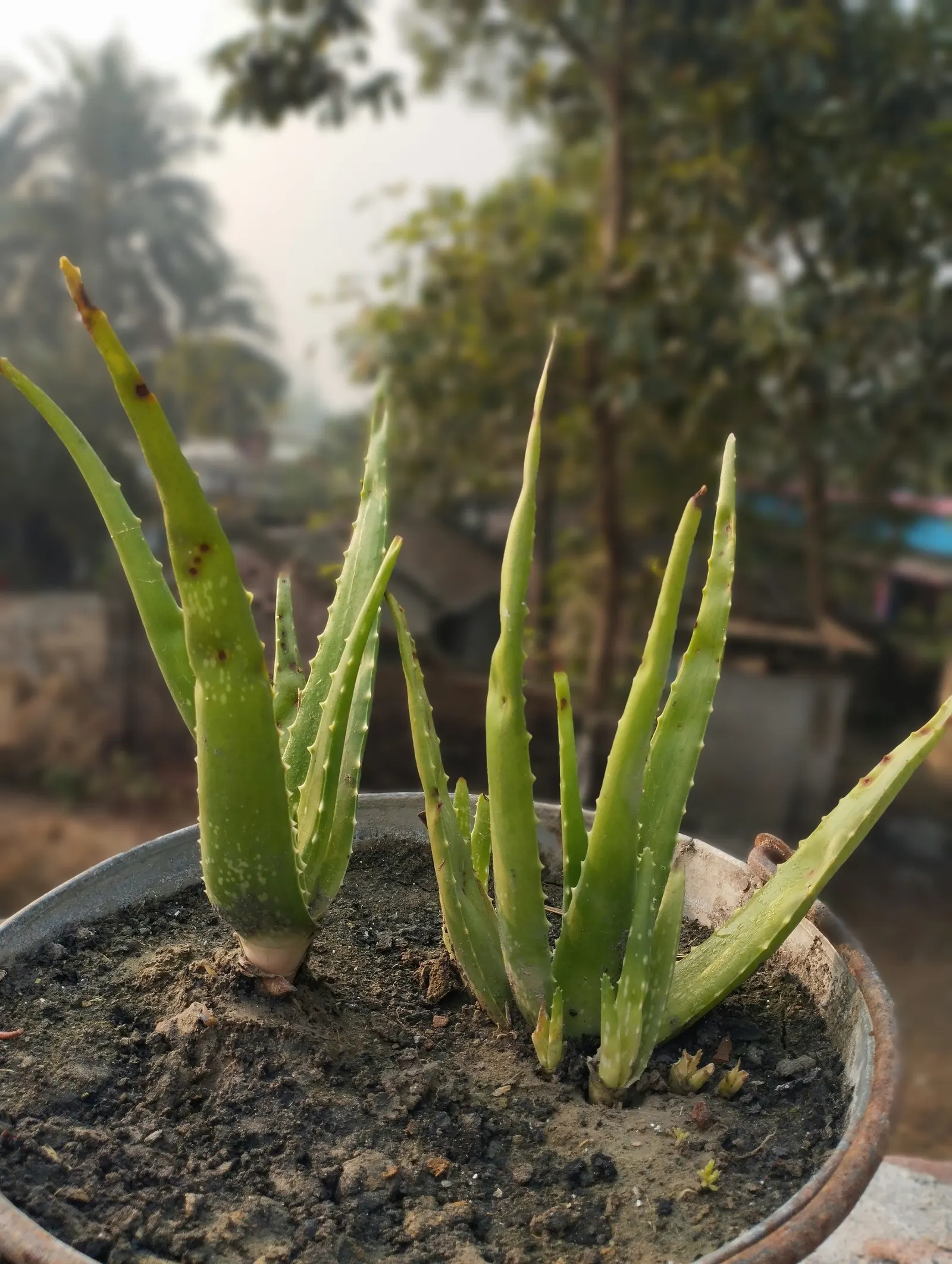 Aloe Vera Or Medicinal Aloe — yellow flowers in the garden; yellow tubular flowers on spikes accent the plant in summer
