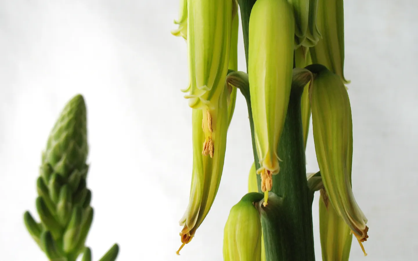 Aloe Vera Or Medicinal Aloe — Each plant may spread to occupy a space up to 24 inches in width