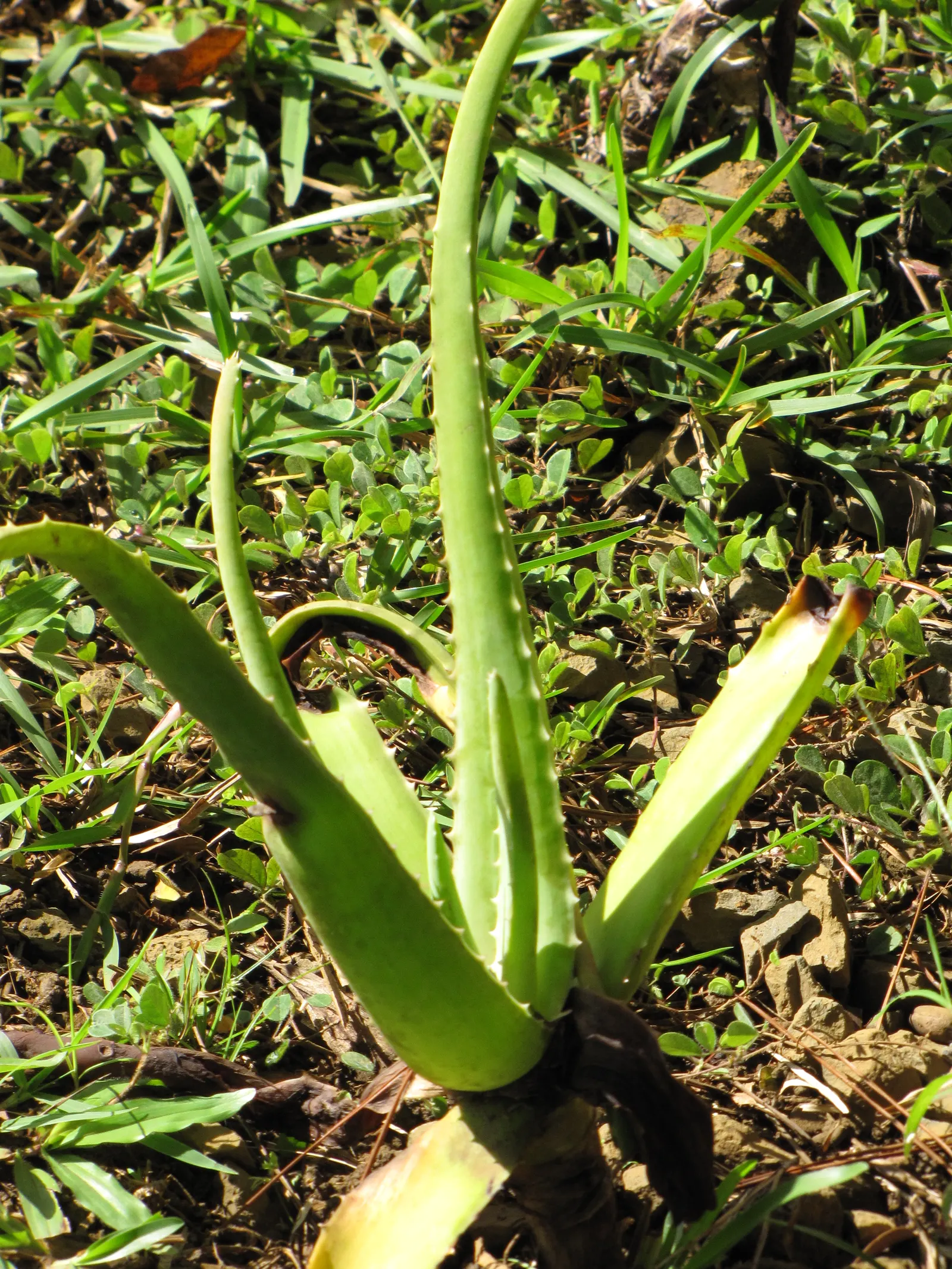 Aloe Vera Or Medicinal Aloe — This succulent demands well-drained soil and full to partial sun; each plant may spread to occupy a space up to 24, image 91