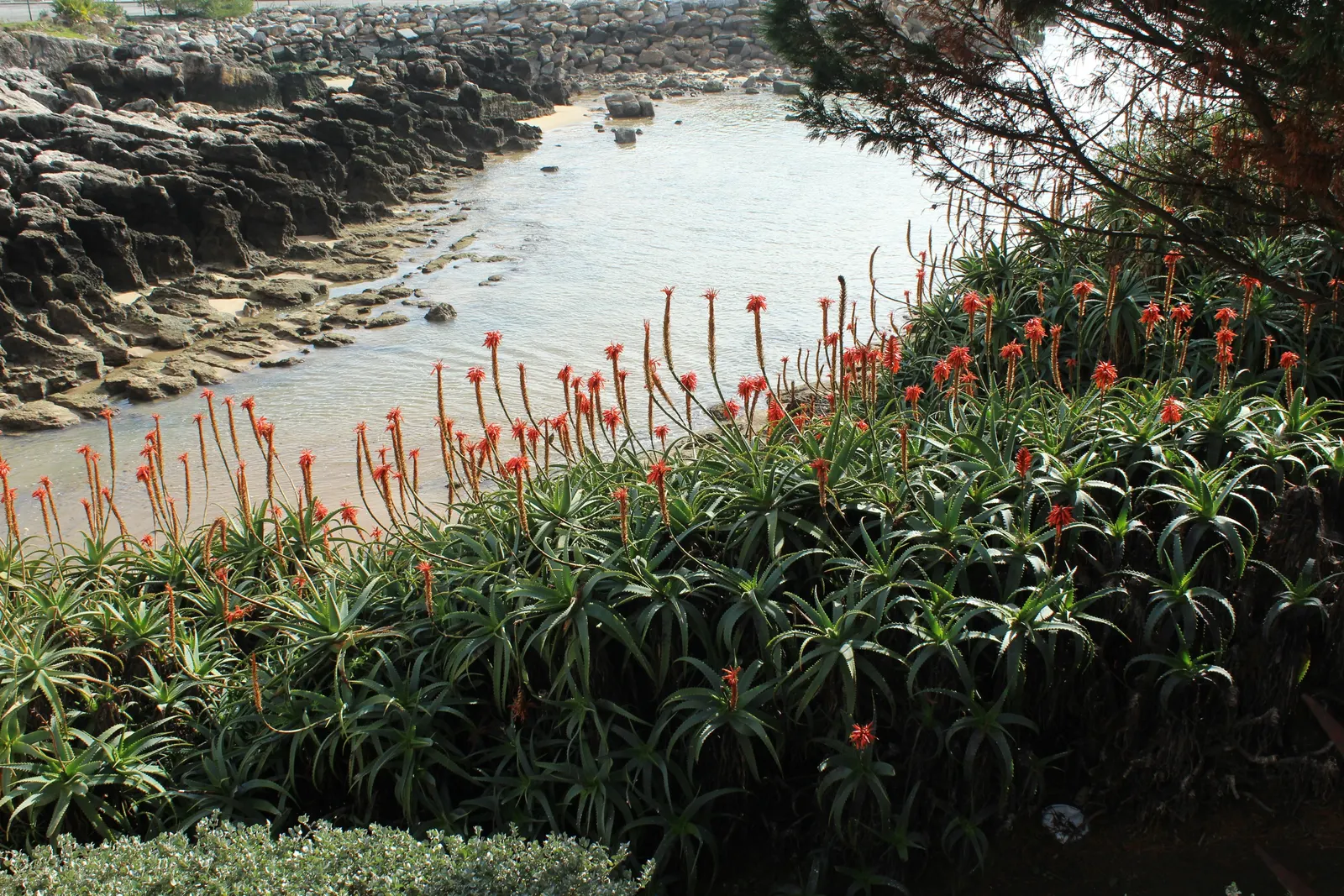 Aloe Vera Or Medicinal Aloe — Aloe Vera is an ideal candidate for xeriscaping and adds a modern touch to any garden design; in zones 8 to 11, it, image 75