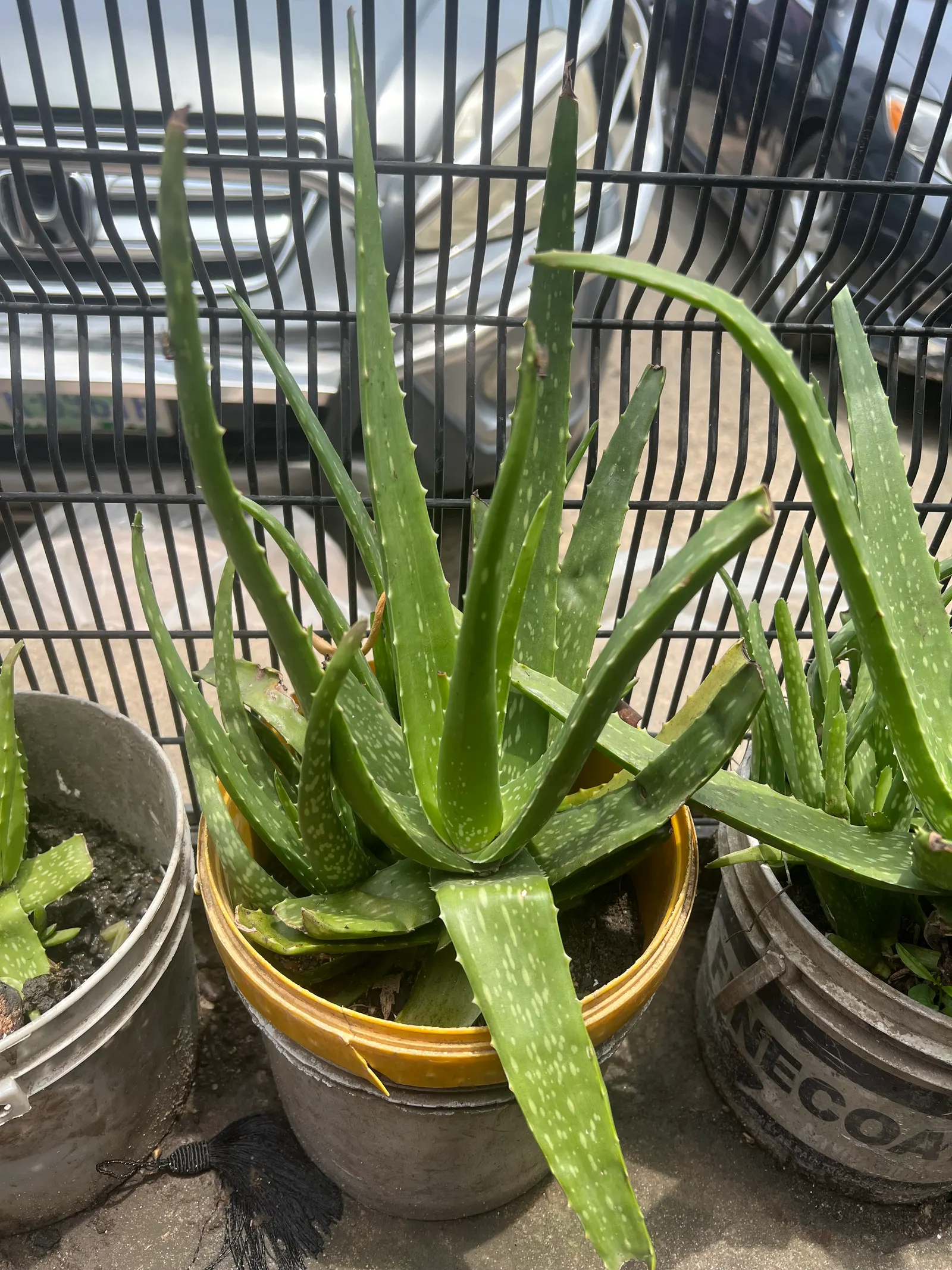 Aloe Vera Or Medicinal Aloe — is a succulent plant species cherished for its therapeutic properties and striking architectural form