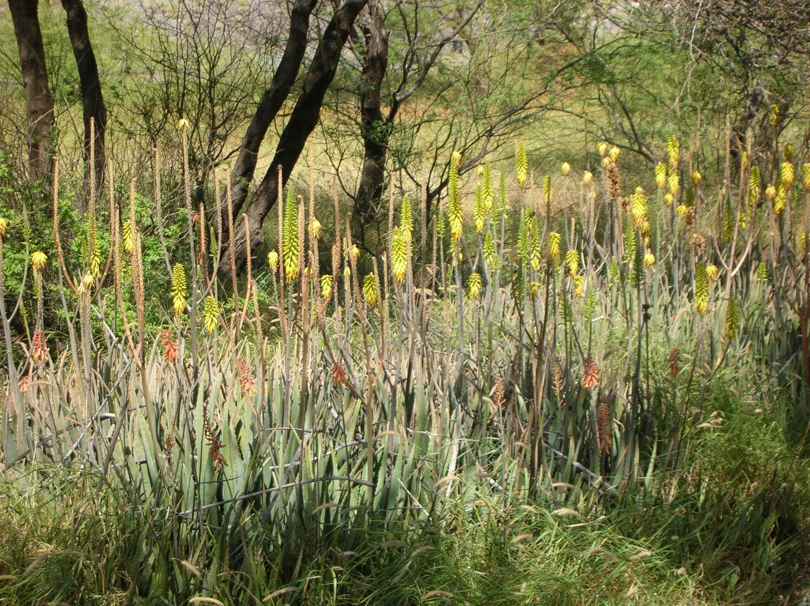Aloe Vera Or Medicinal Aloe — Its gray-green, lance-shaped leaves possess toothed margins; this succulent demands well-drained soil and full to partial sun