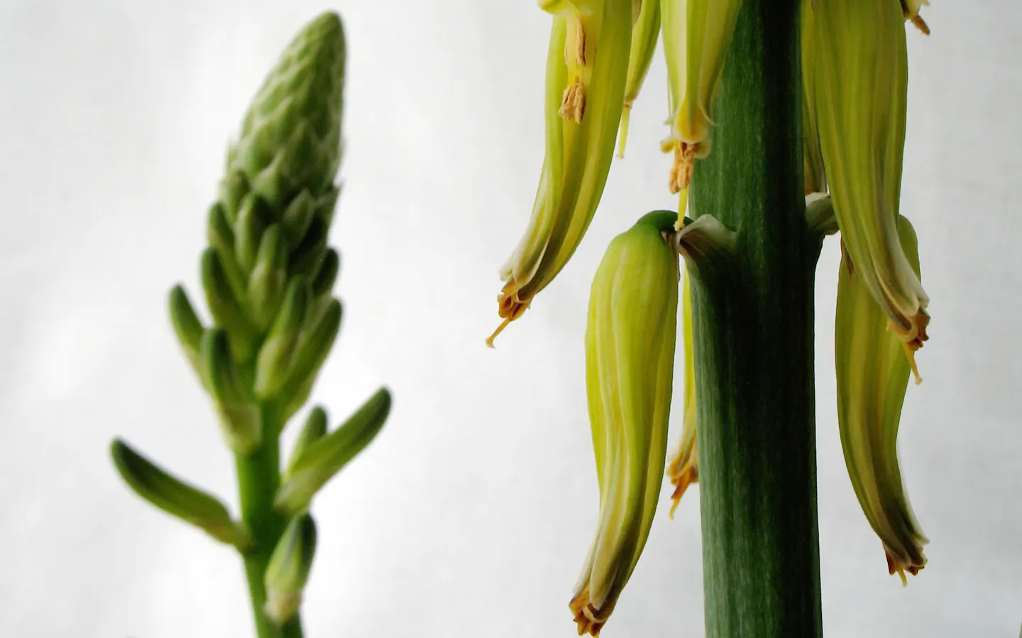 Aloe Vera Or Medicinal Aloe — is a succulent plant species cherished for its therapeutic properties and striking architectural form; aloe Vera is, image 96