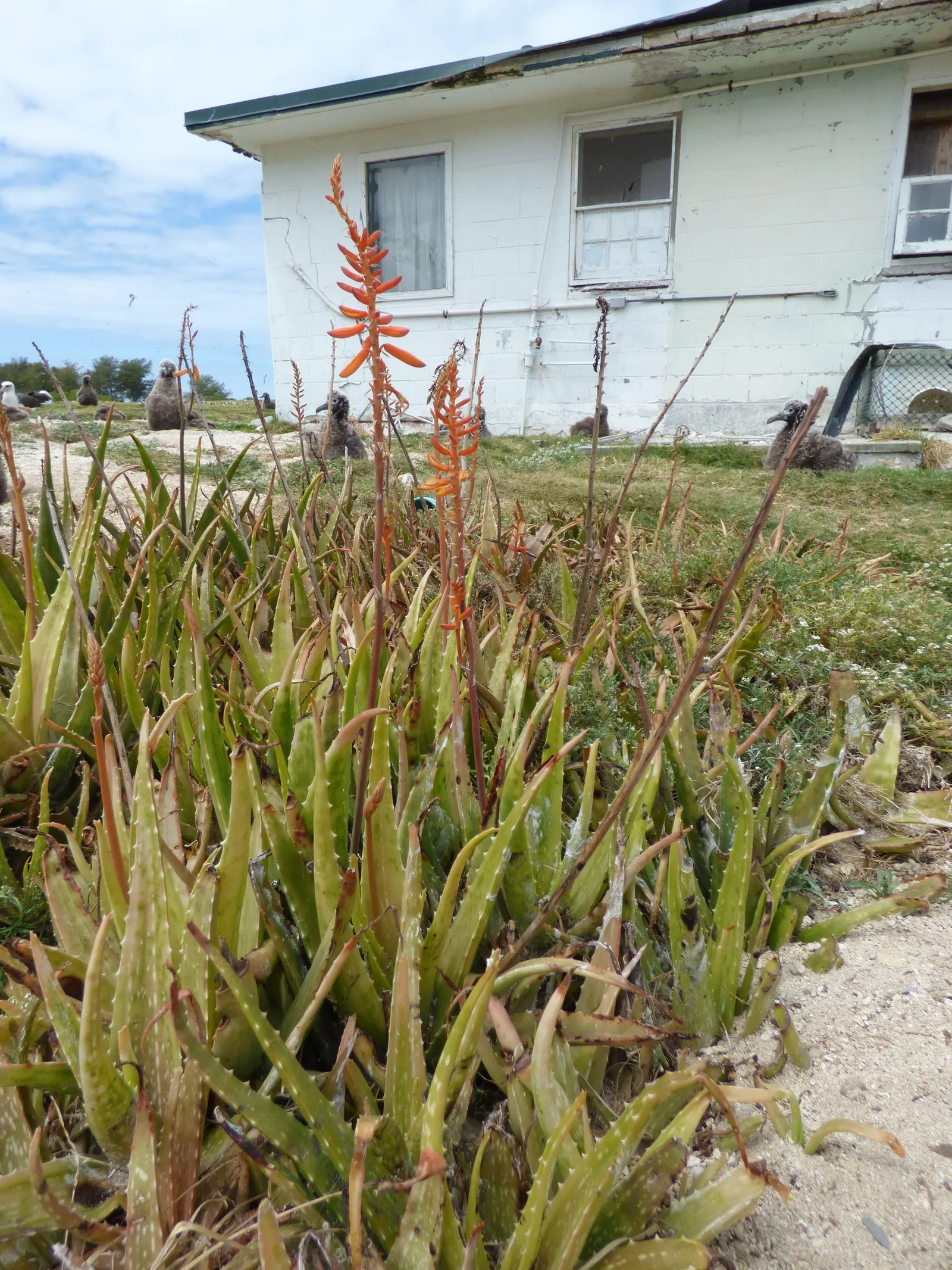 Aloe Vera Or Medicinal Aloe — It requires minimal watering, making it a perfect addition for low-maintenance landscapes; and are filled with a clear, image 59