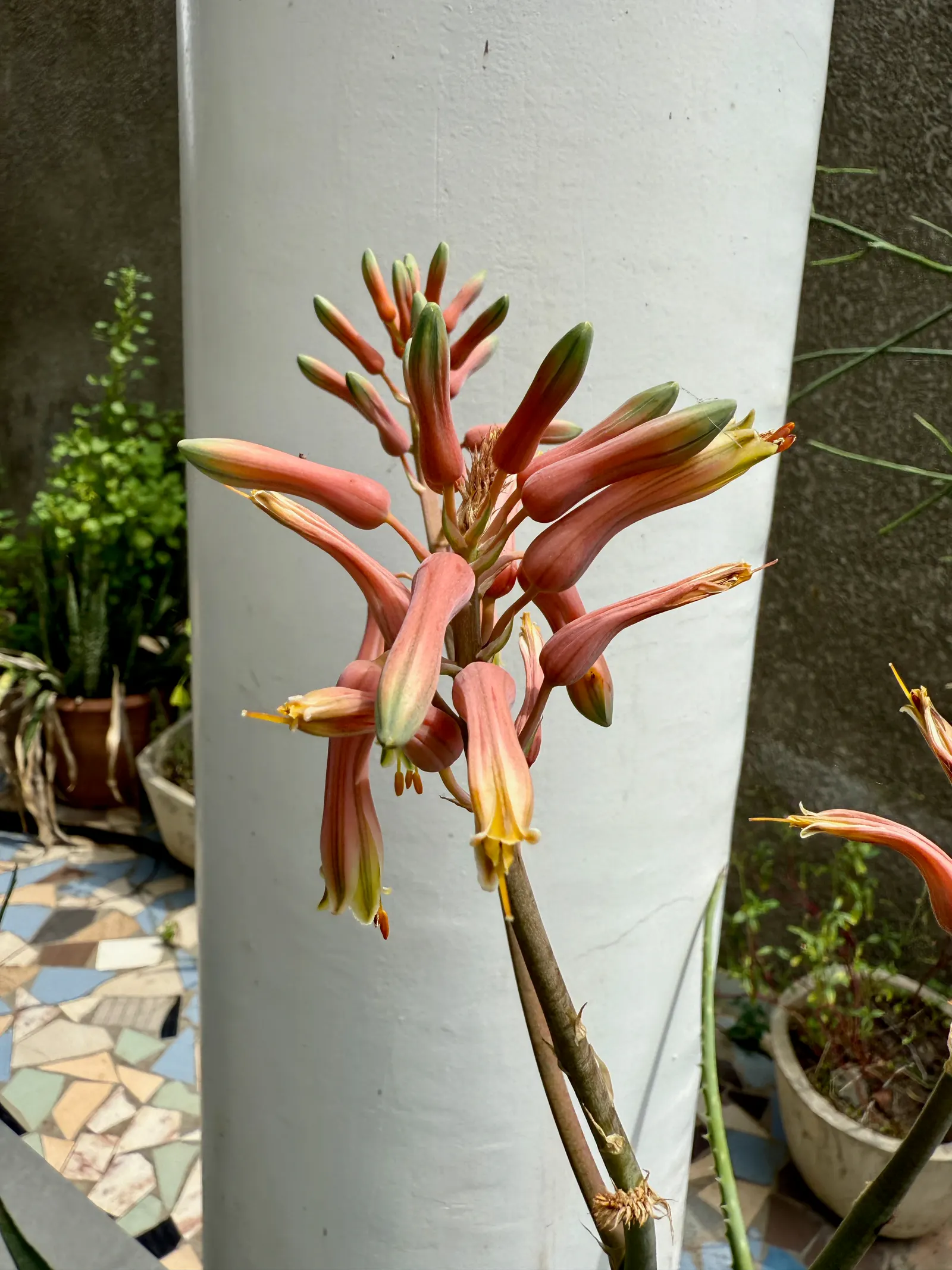 Aloe Vera Or Medicinal Aloe — It requires minimal watering, making it a perfect addition for low-maintenance landscapes; and are filled with a clear