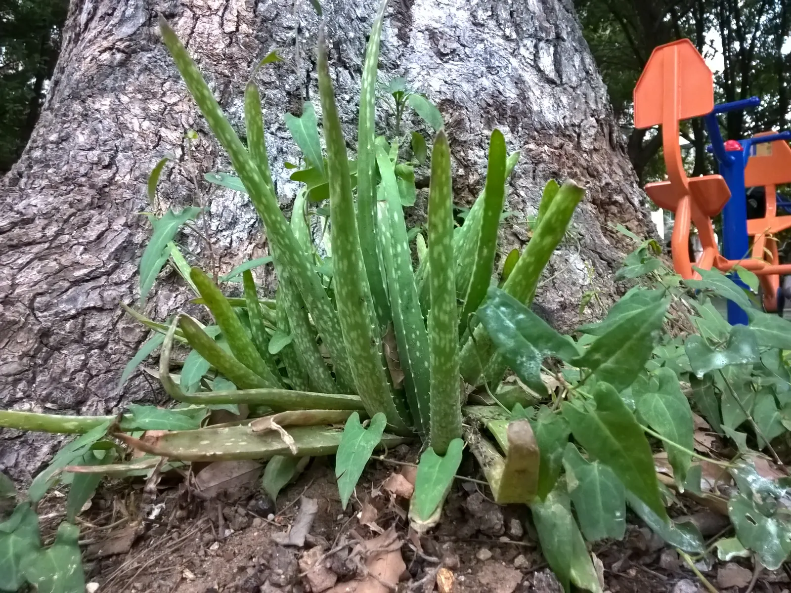 Aloe Vera Or Medicinal Aloe — yellow flowers in the garden; yellow tubular flowers on spikes accent the plant in summer, image 108