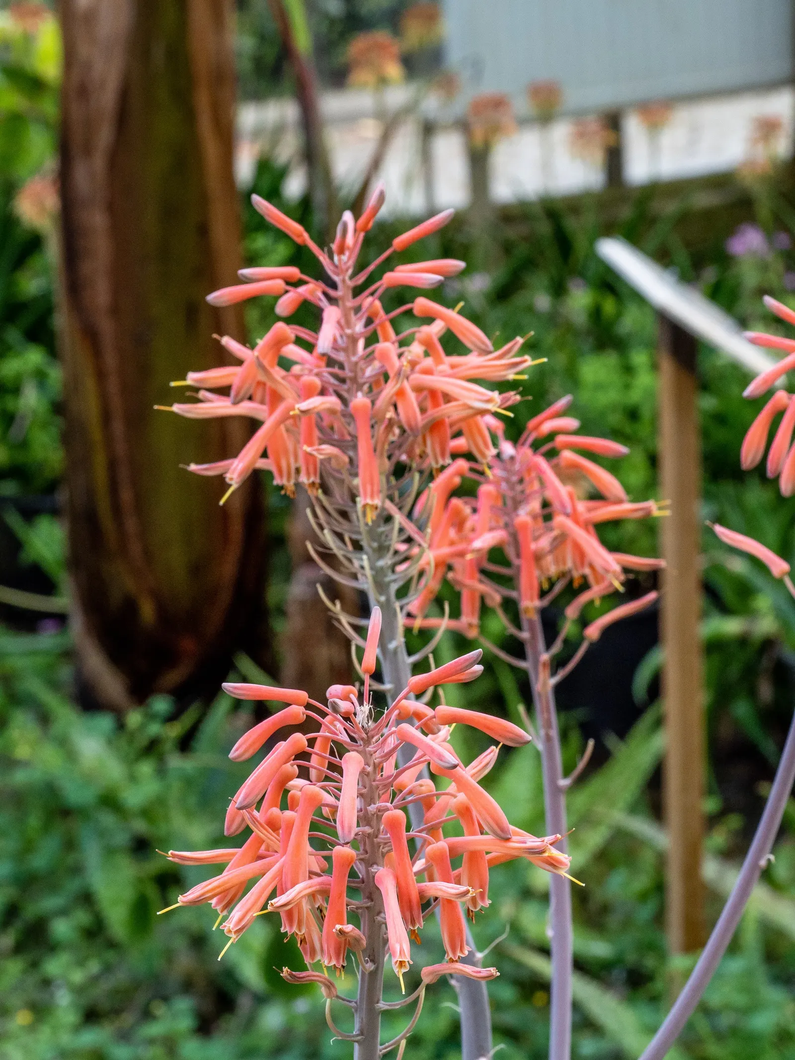 Aloe Vera Or Medicinal Aloe — also widely known as Medicinal Aloe; it reaches 24-39 inches in height and spreads up to 24 inches wide, image 73
