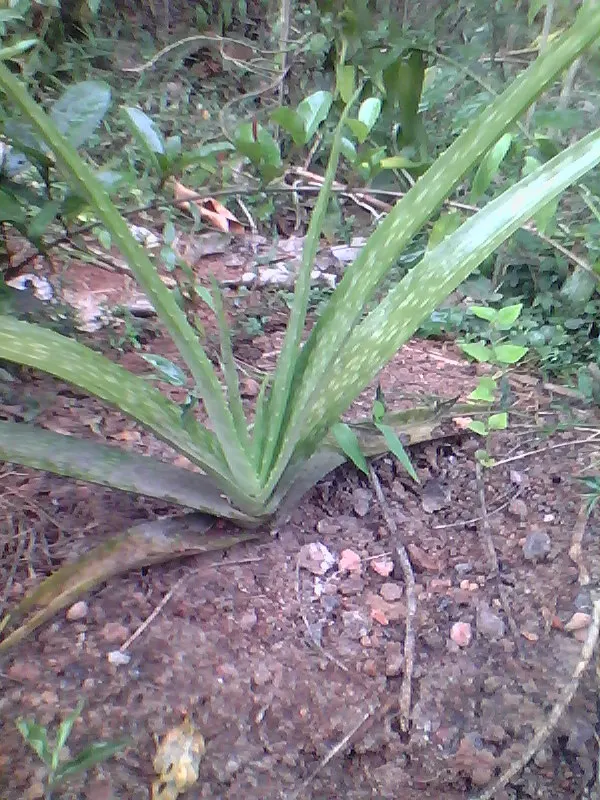 Aloe Vera Or Medicinal Aloe — The leaves grow in a rosette pattern