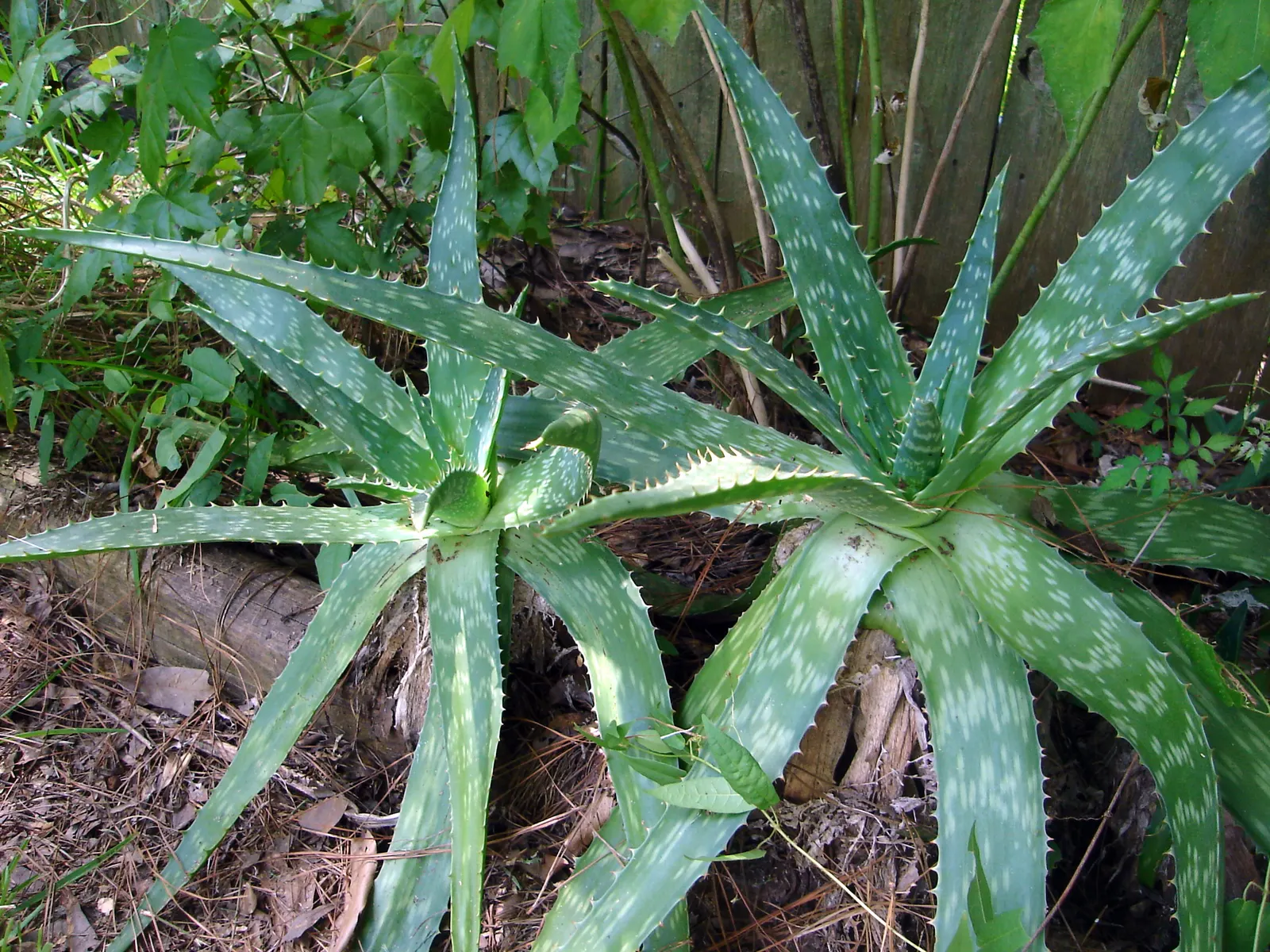 Aloe Vera Or Medicinal Aloe — Aloe vera, famed for its medicinal gel, is an evergreen perennial thriving in USDA zones 9-11; its gray-green, image 45