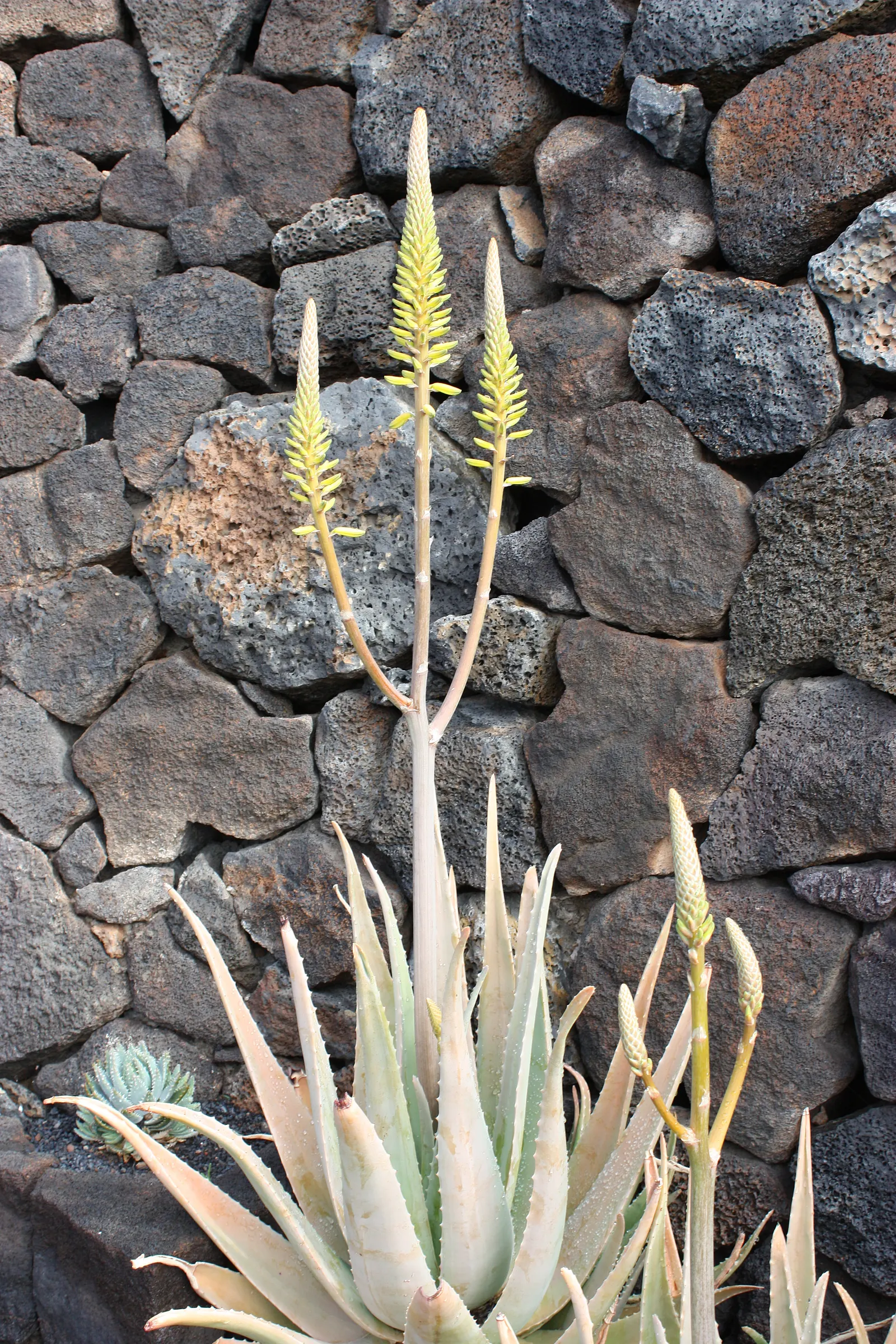 Aloe Vera Or Medicinal Aloe — emanating from the plant's base; succulent for full or half, image 79