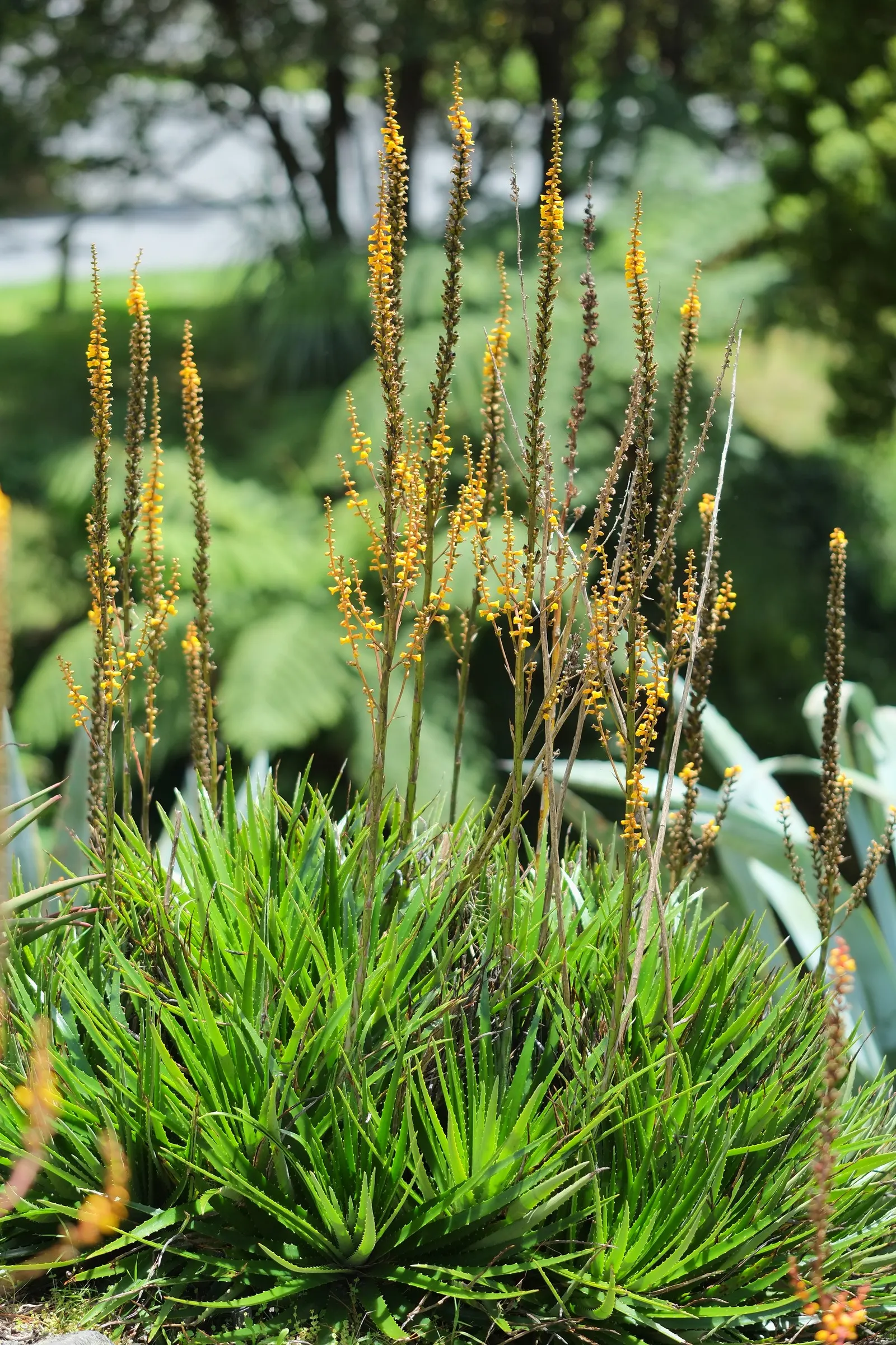 Aloe Vera Or Medicinal Aloe — The plant features fleshy; aloe vera, famed for its medicinal gel, is an evergreen perennial thriving in USDA zones, image 54